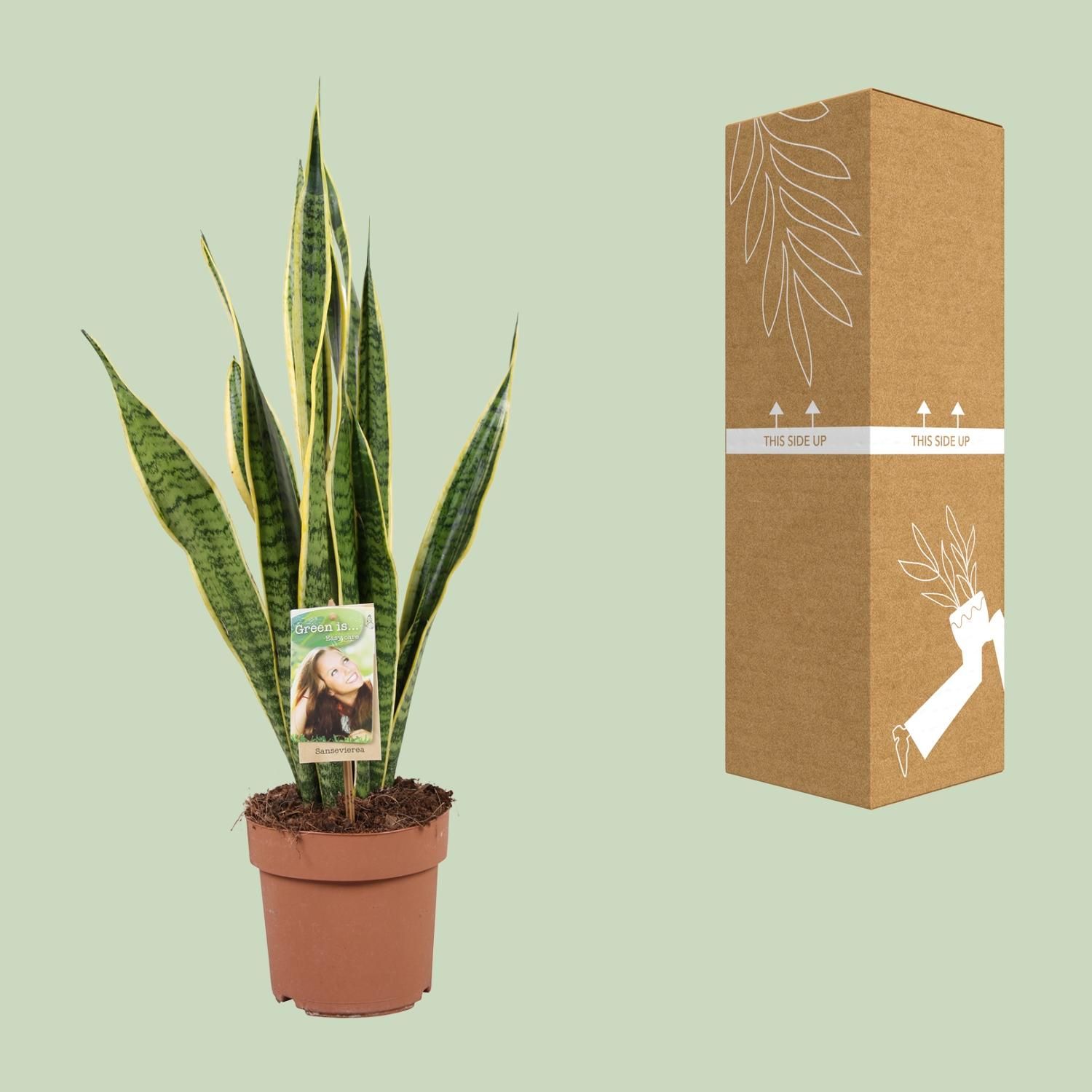 Sansevieria Trifasciata Laurentii (9697)