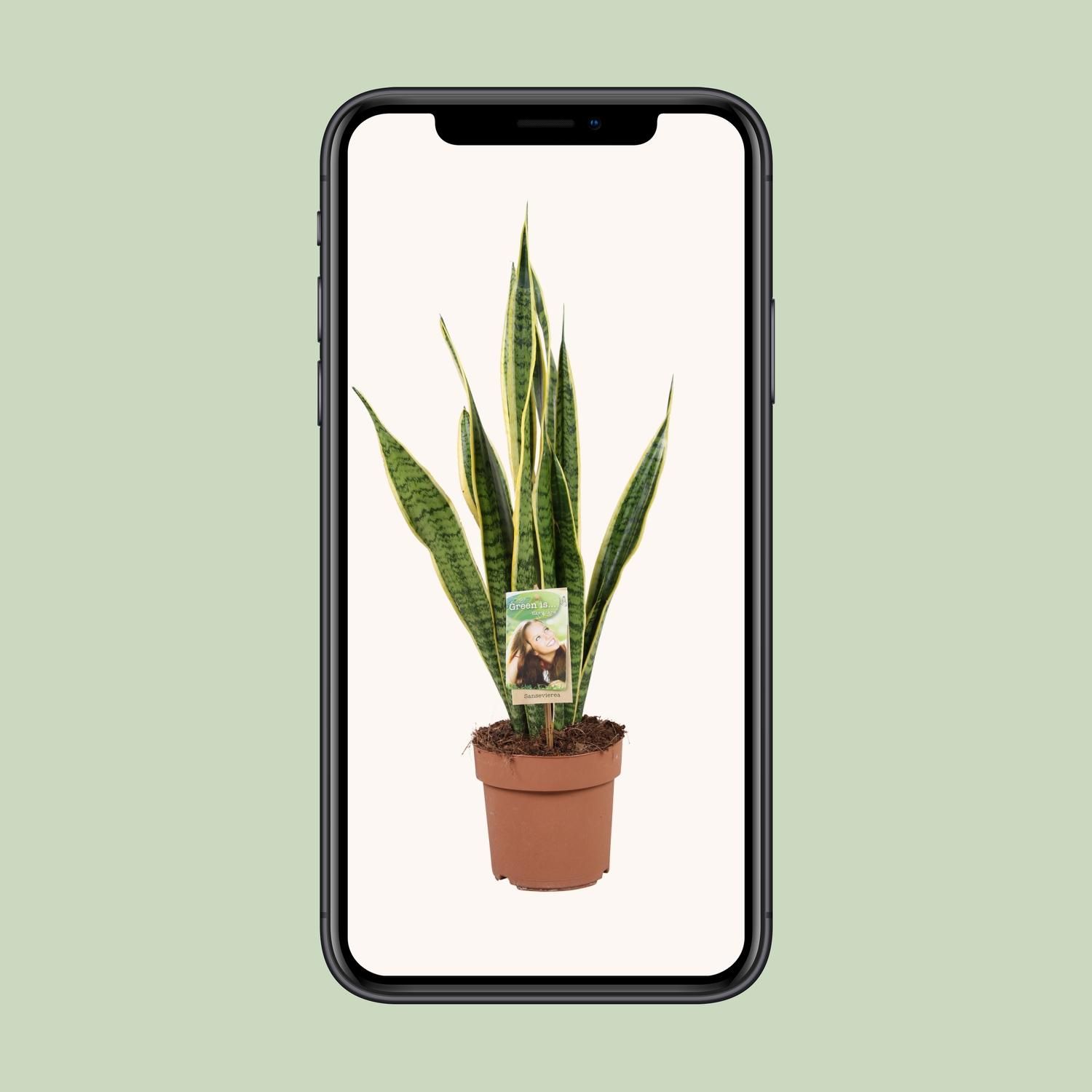 Sansevieria Trifasciata Laurentii (9697)