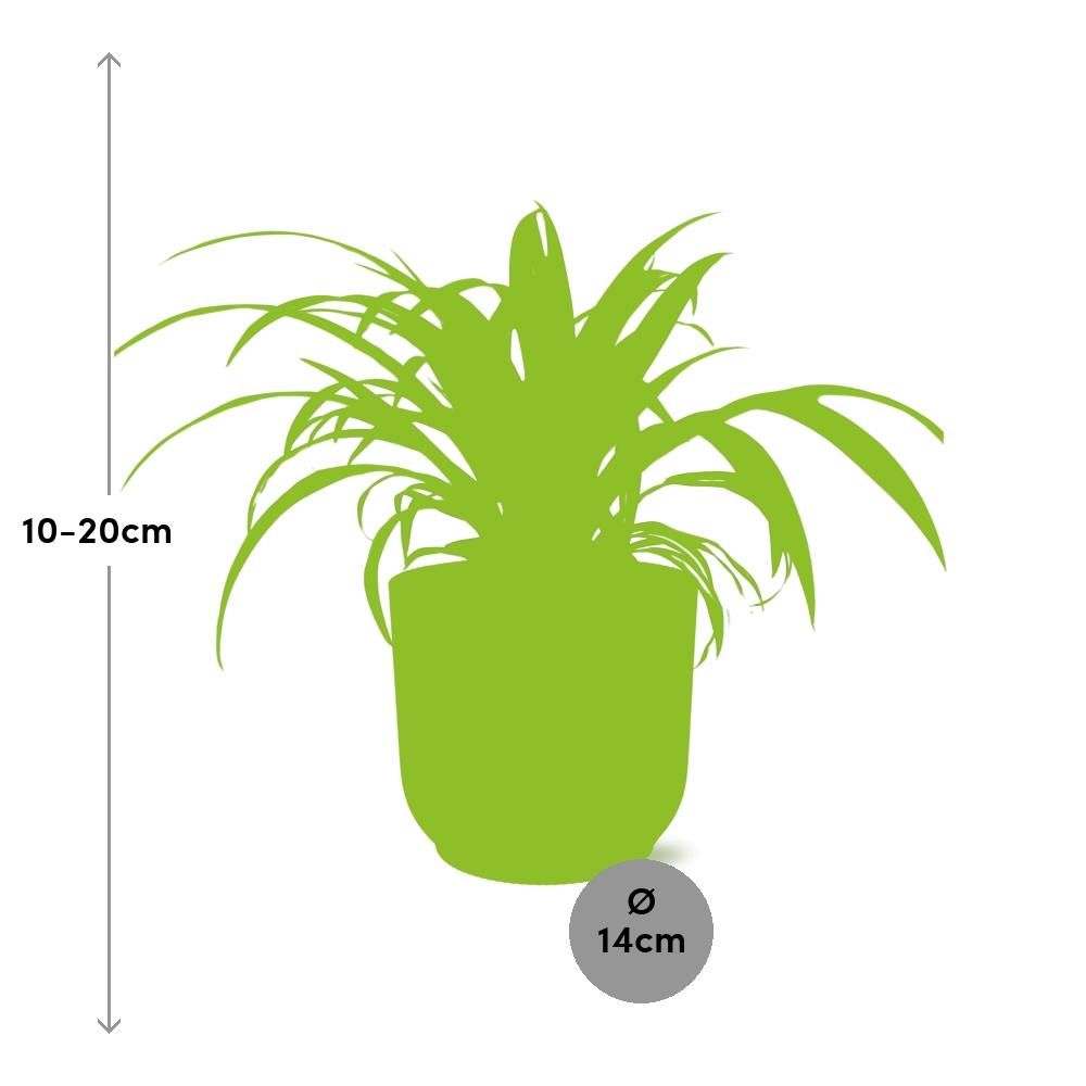 Chlorophytum Comosum Variegatum in ELHO Vibes Fold 14cm geel (21701)