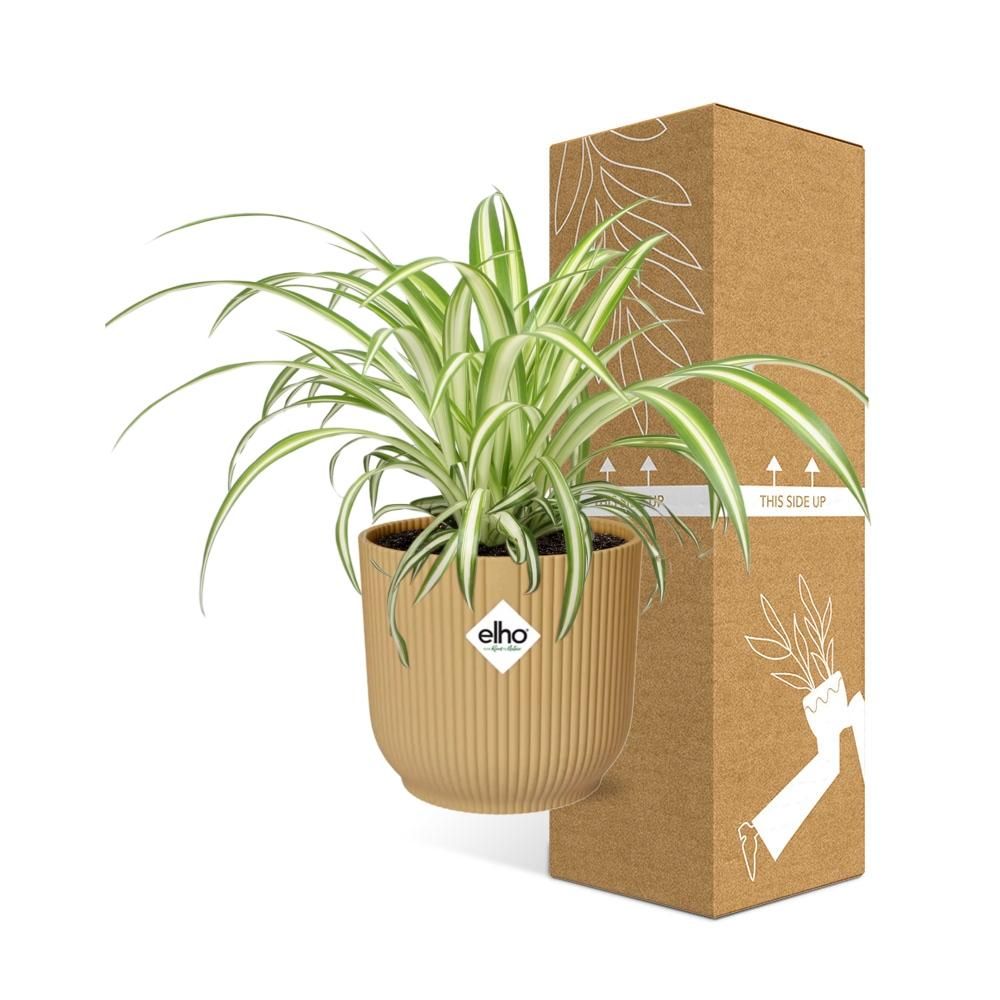 Chlorophytum Comosum Variegatum in ELHO Vibes Fold 14cm geel (21701)