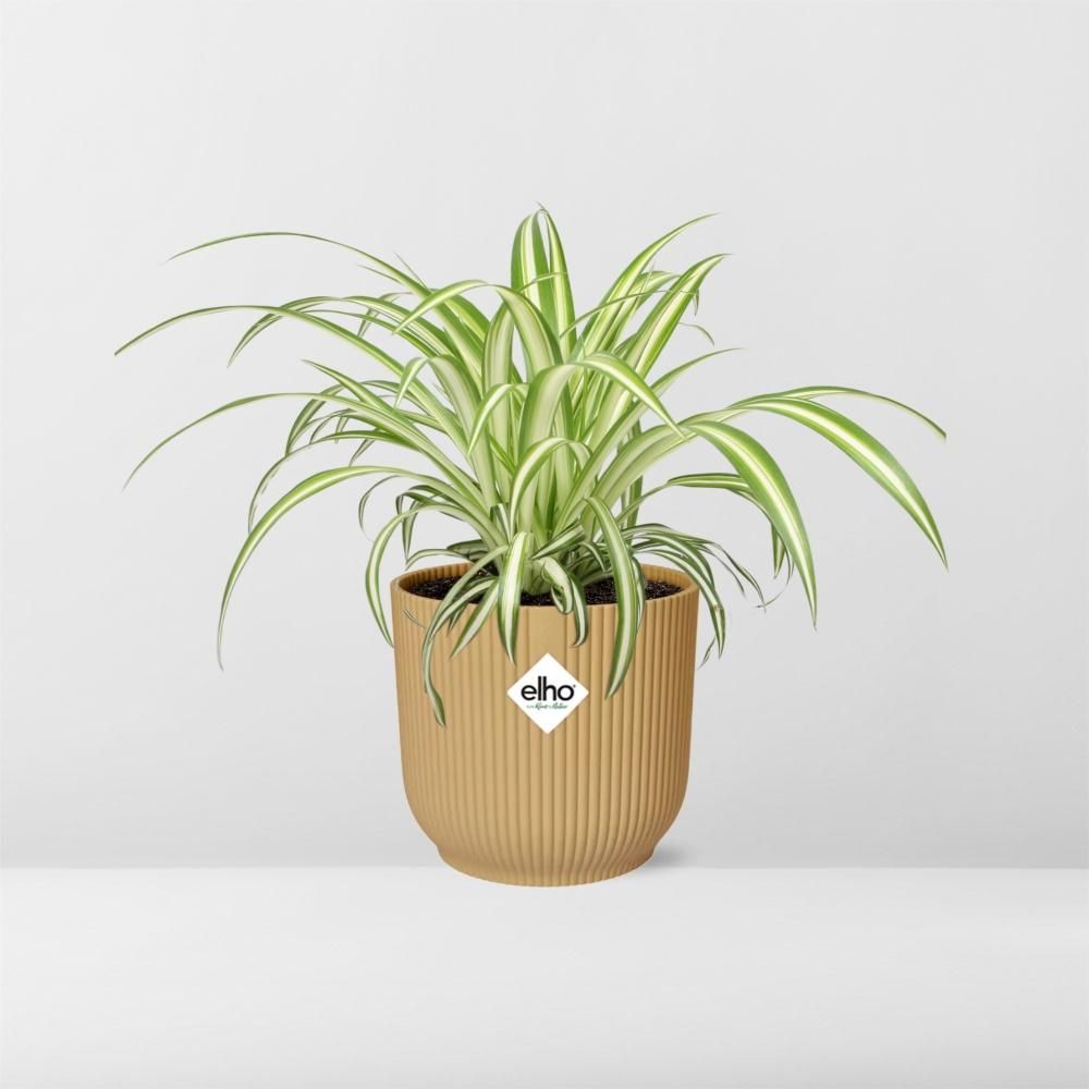 Chlorophytum Comosum Variegatum in ELHO Vibes Fold 14cm geel (21701)