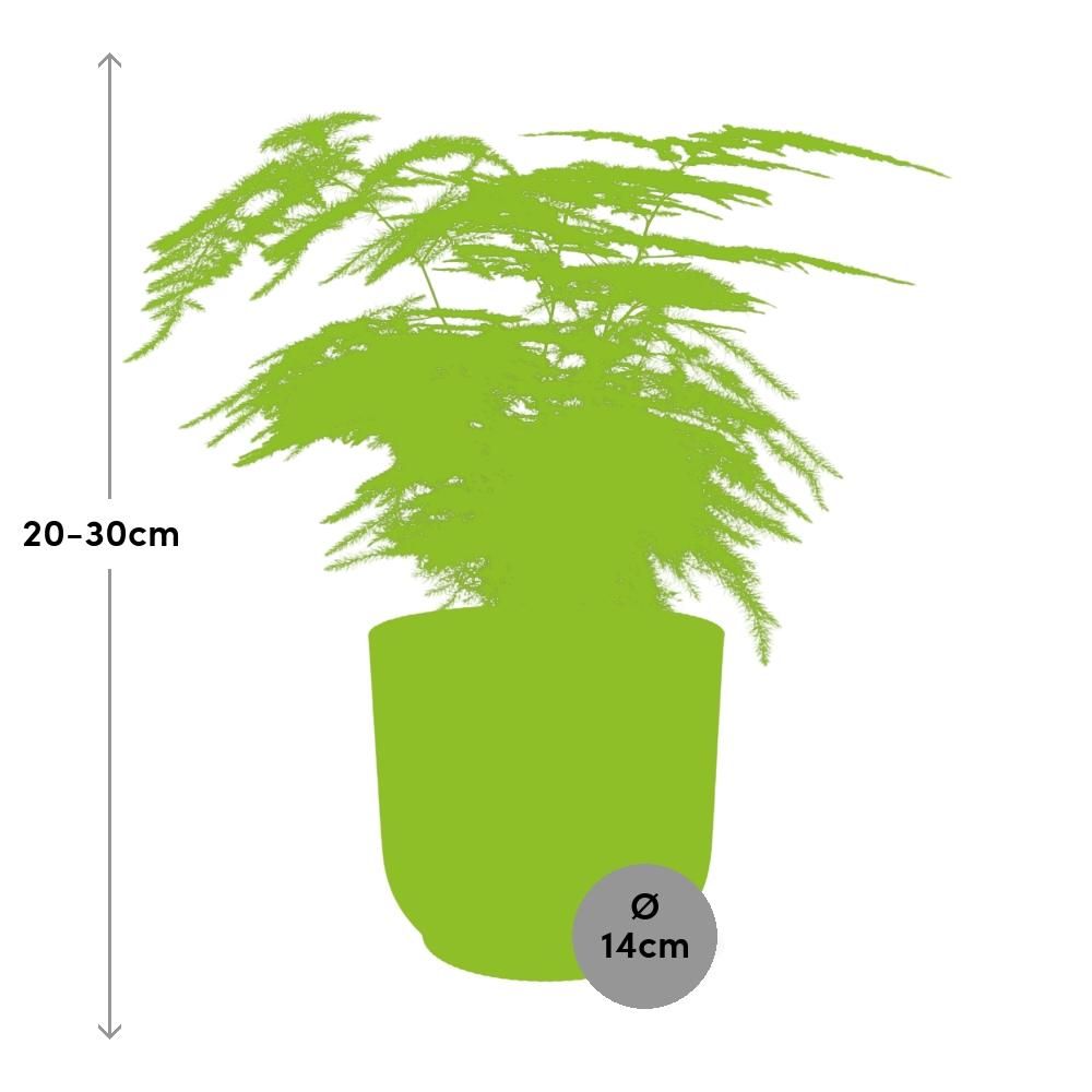 Asparagus Setaceus ‘Plumosus’ in ELHO Vibes Fold 14cm geel (21694)