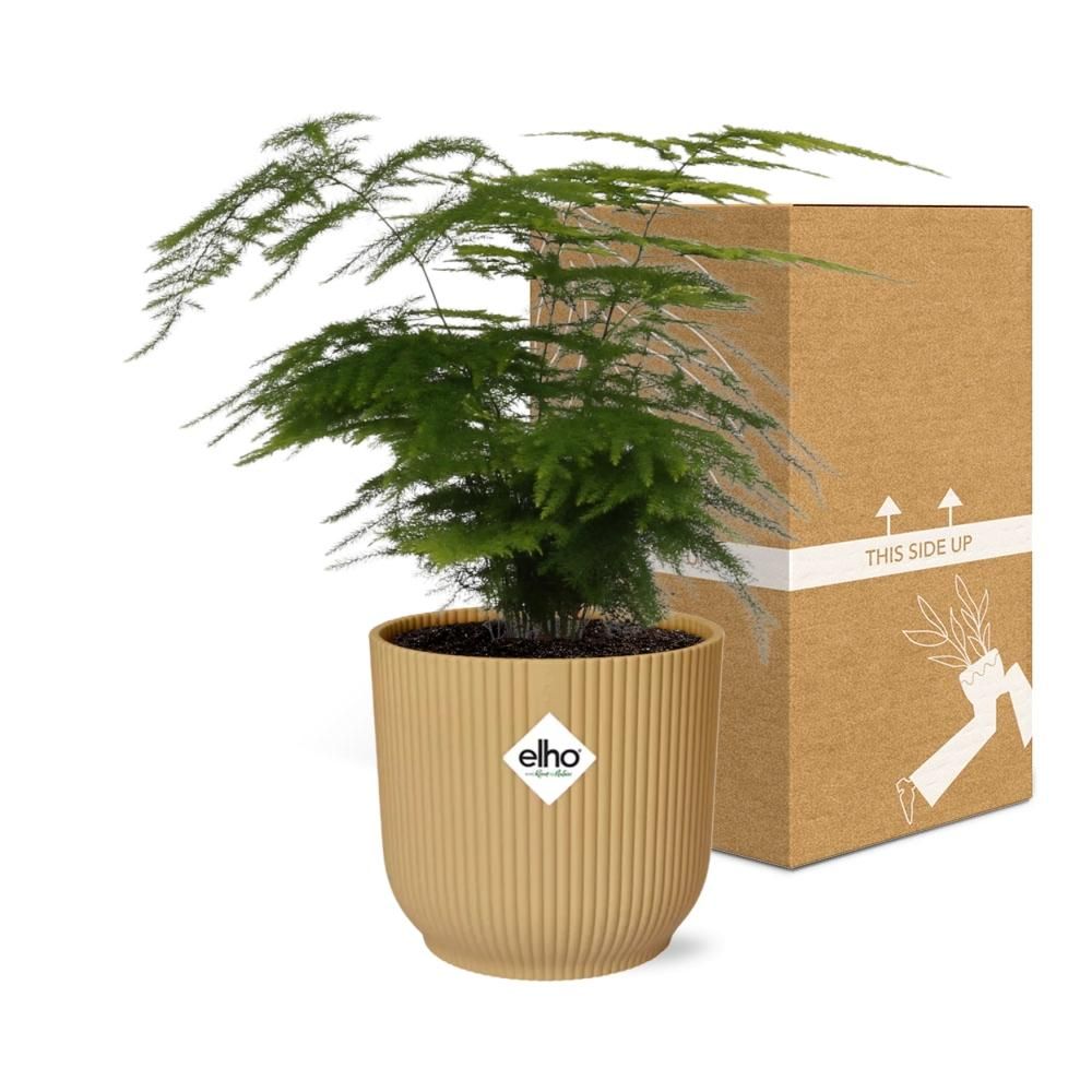 Asparagus Setaceus ‘Plumosus’ in ELHO Vibes Fold 14cm geel (21694)