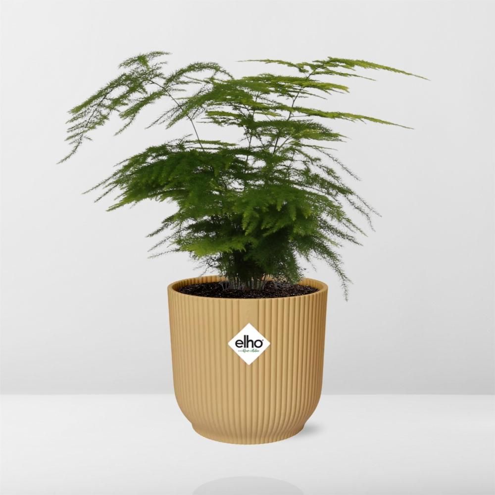Asparagus Setaceus ‘Plumosus’ in ELHO Vibes Fold 14cm geel (21694)