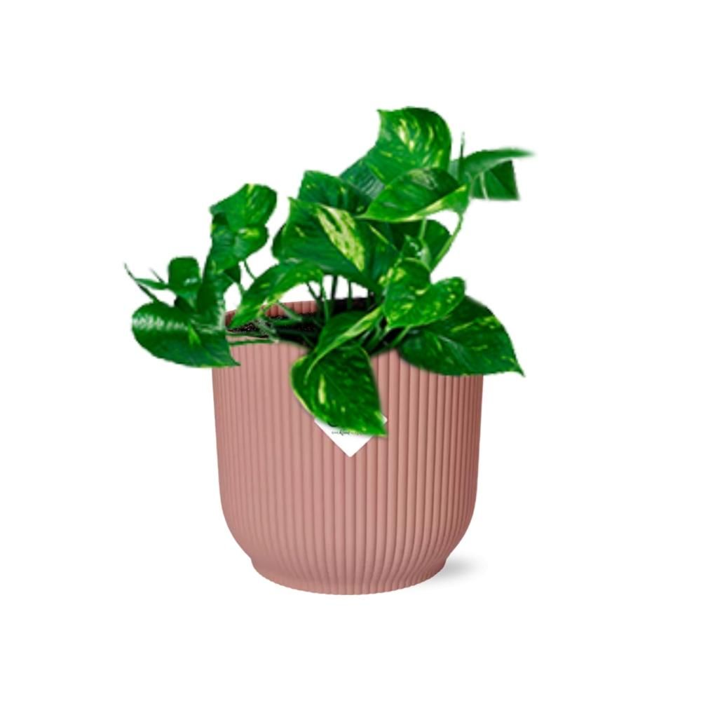 Epipremnum Pinnatum ‘Aureum’ in ELHO Vibes Fold 14cm roze (21713)