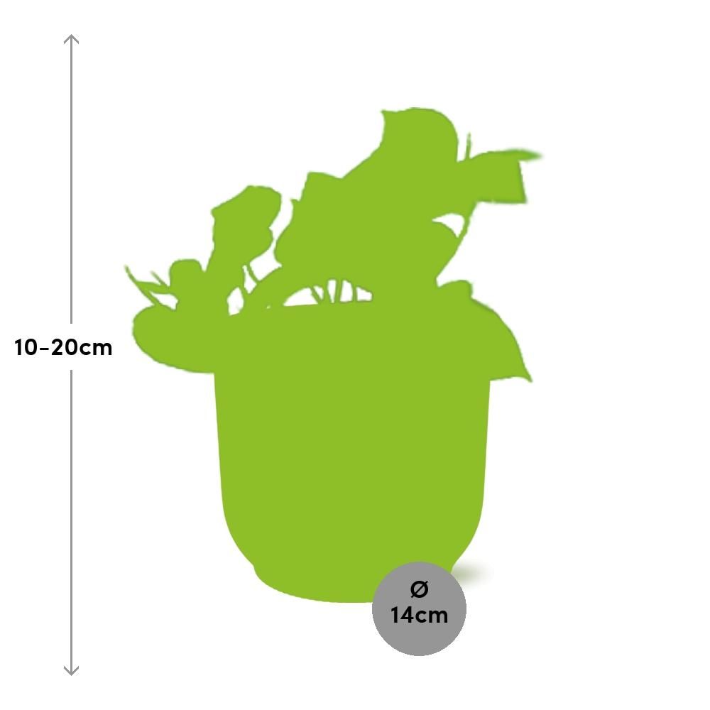 Epipremnum Pinnatum ‘Aureum’ in ELHO Vibes Fold 14cm roze (21713)