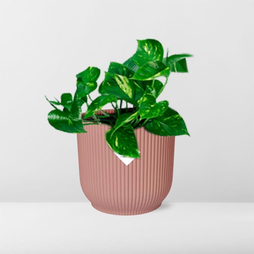 Epipremnum Pinnatum ‘Aureum’ in ELHO Vibes Fold 14cm roze (21713)