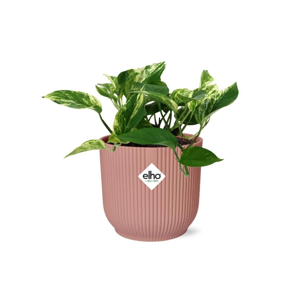 Scindapsus (Epipremnum) Marble Queen in ELHO Vibes Fold 14cm roze (21716)