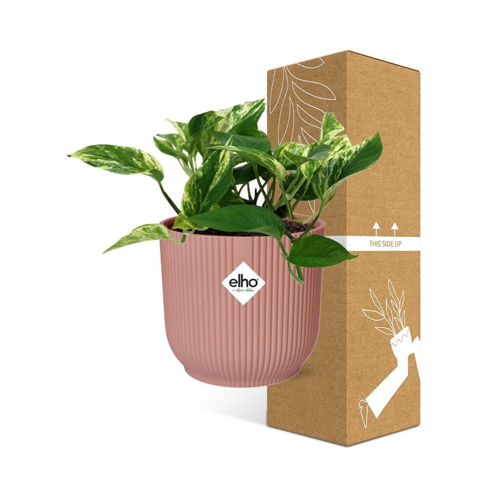 Scindapsus (Epipremnum) Marble Queen in ELHO Vibes Fold 14cm roze (21716)