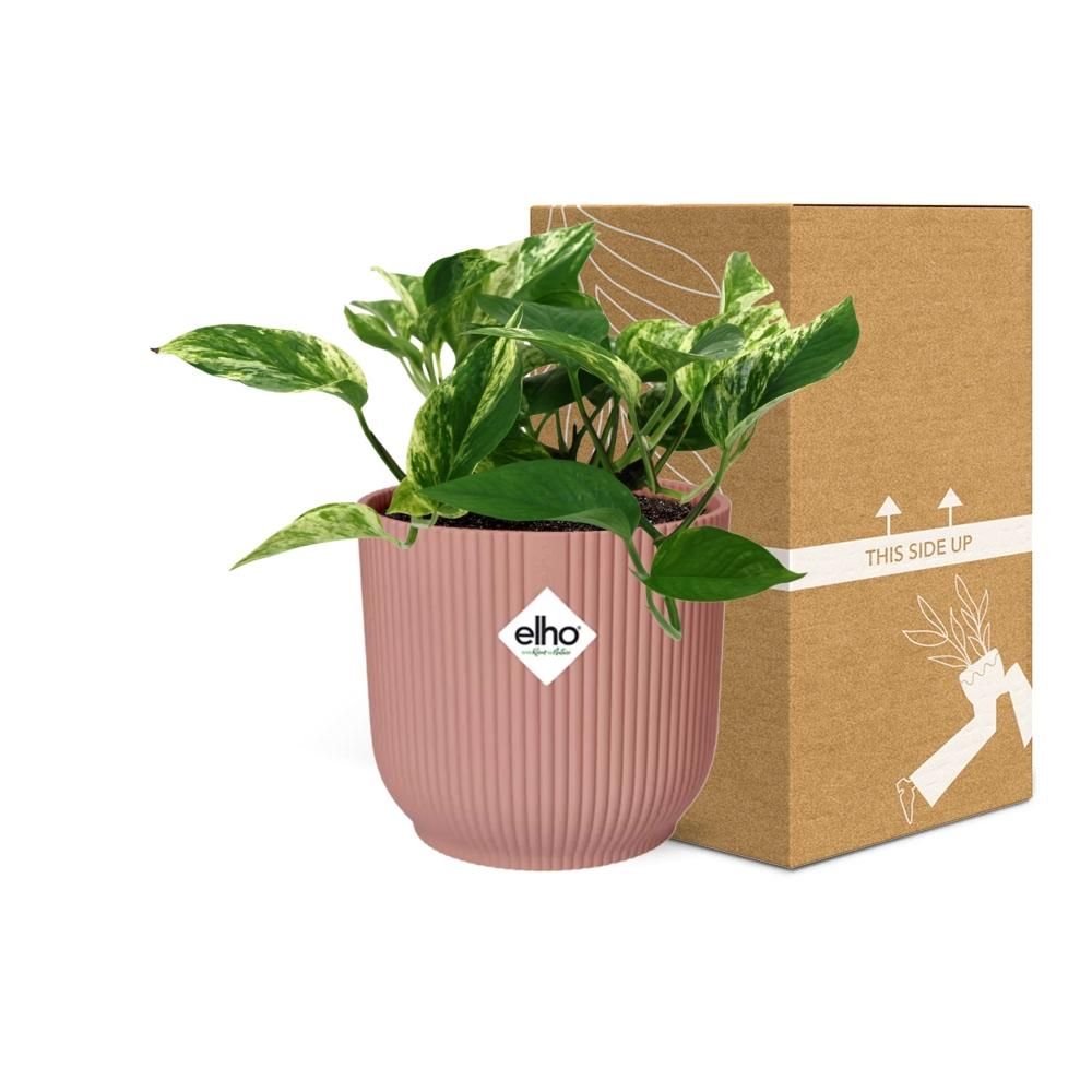 Scindapsus (Epipremnum) Marble Queen in ELHO Vibes Fold 14cm roze (21716)