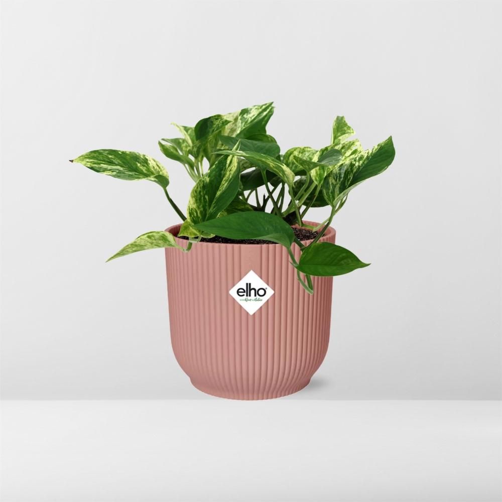 Scindapsus (Epipremnum) Marble Queen in ELHO Vibes Fold 14cm roze (21716)