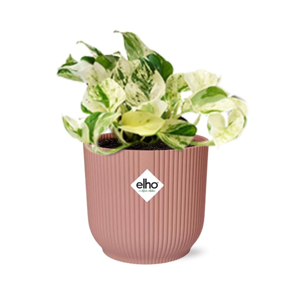 Epipremnum Pinnatum Happy Leaf in ELHO Vibes Fold 14cm roze (21715)