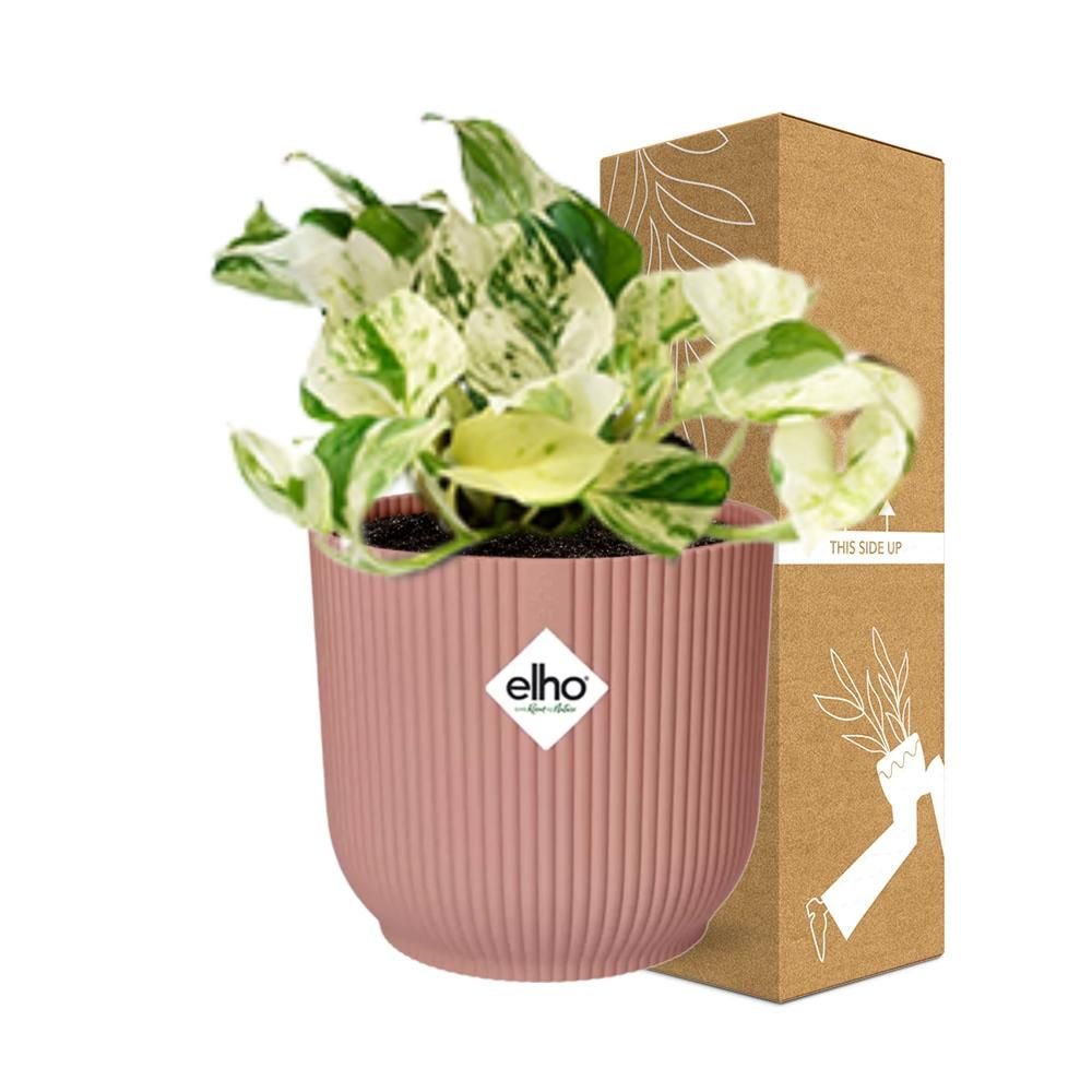 Epipremnum Pinnatum Happy Leaf in ELHO Vibes Fold 14cm roze (21715)