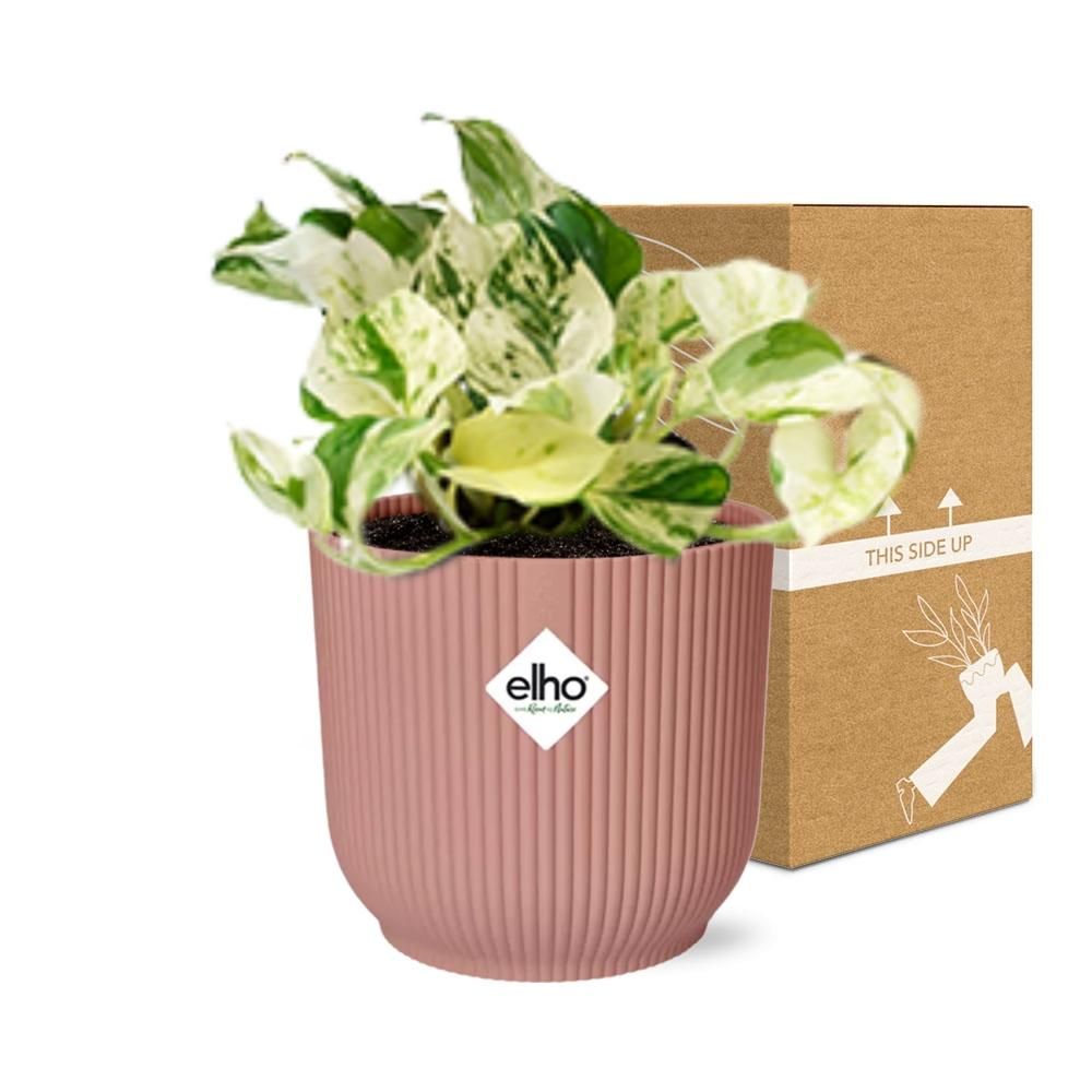 Epipremnum Pinnatum Happy Leaf in ELHO Vibes Fold 14cm roze (21715)