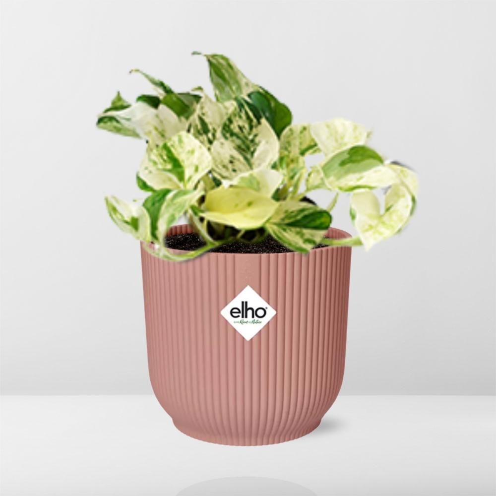 Epipremnum Pinnatum Happy Leaf in ELHO Vibes Fold 14cm roze (21715)