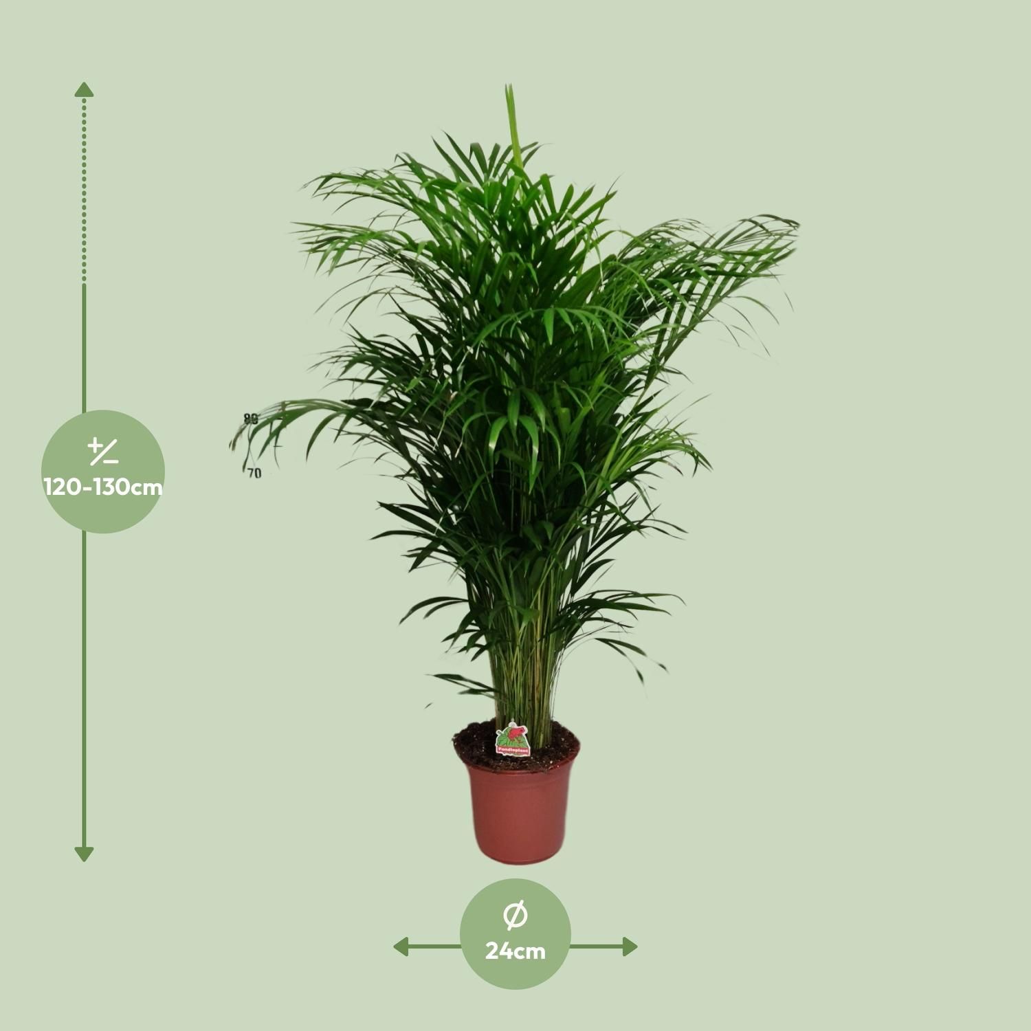 Dypsis Lutescens (20625)