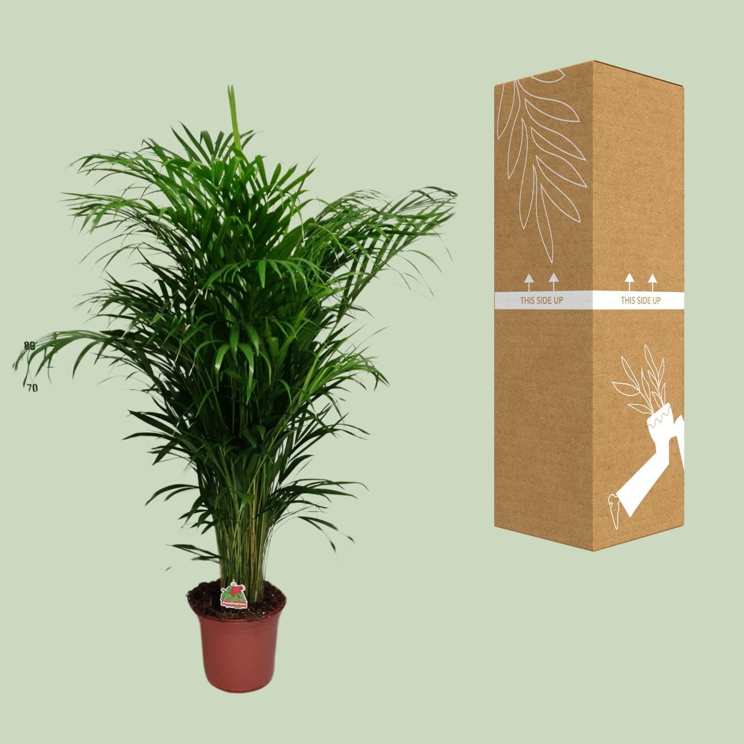 Dypsis Lutescens (20625)