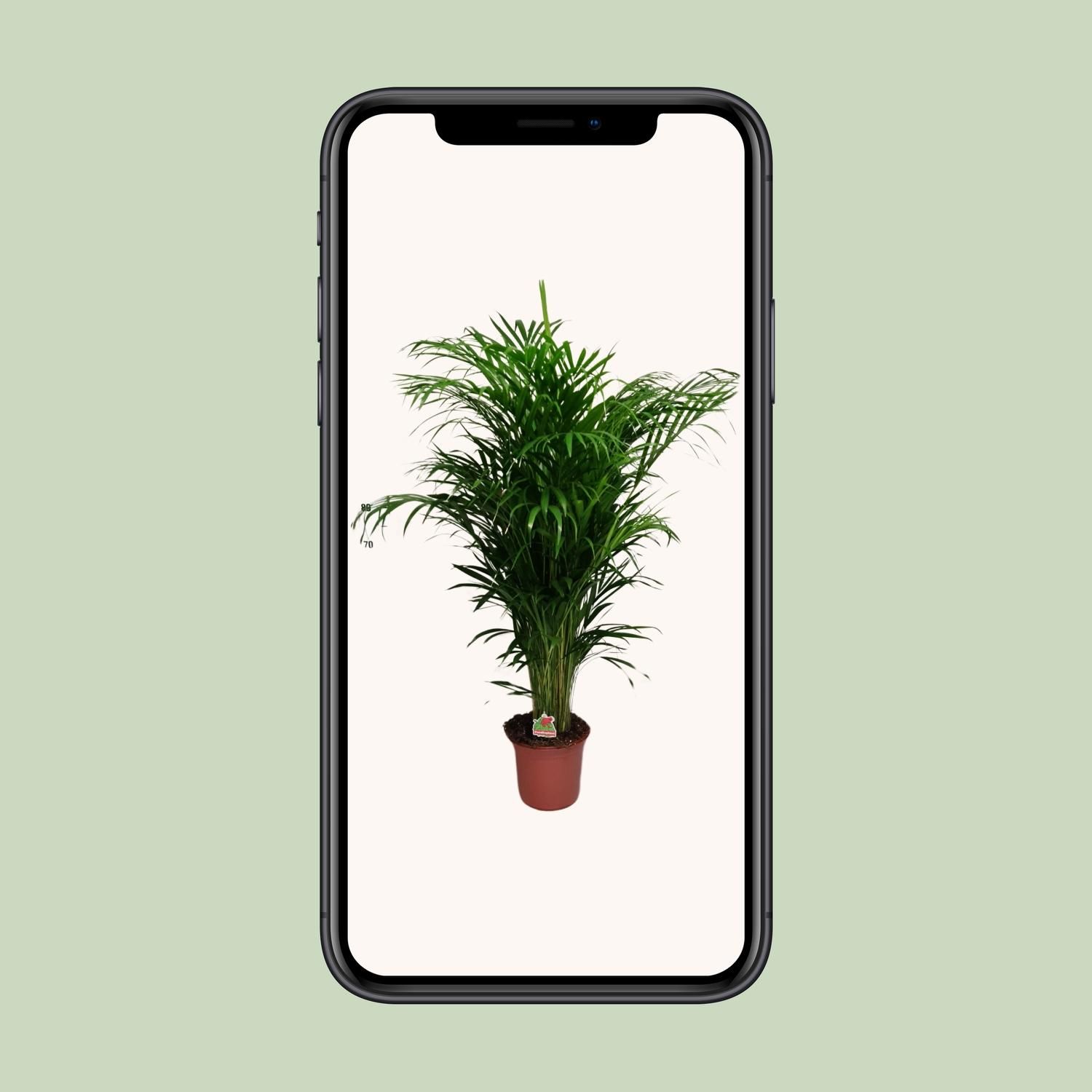 Dypsis Lutescens (20625)