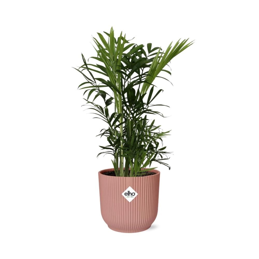 Chamaedorea Elegans in ELHO Vibes Fold 14cm roze (21710)