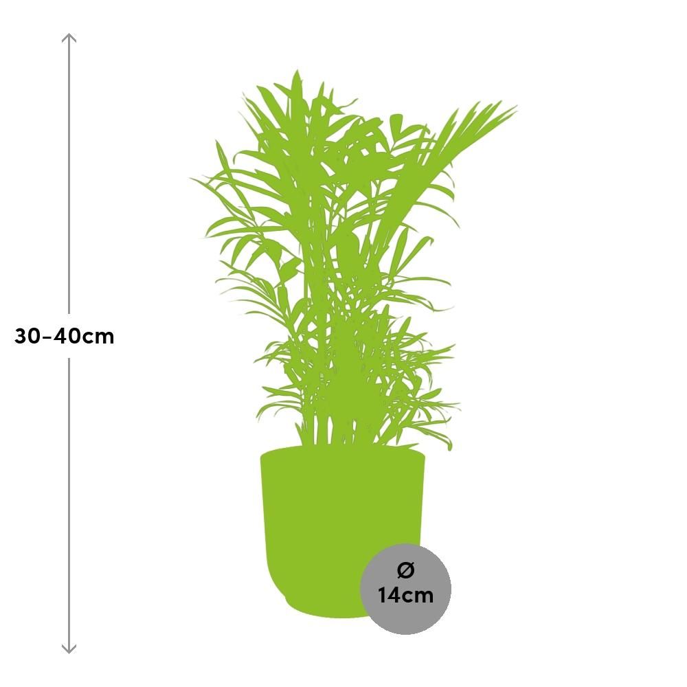 Chamaedorea Elegans in ELHO Vibes Fold 14cm roze (21710)