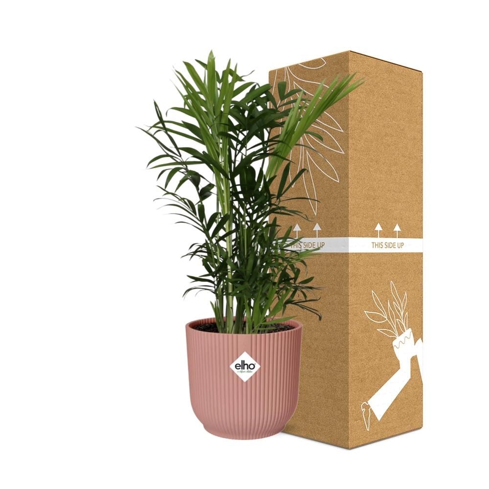 Chamaedorea Elegans in ELHO Vibes Fold 14cm roze (21710)