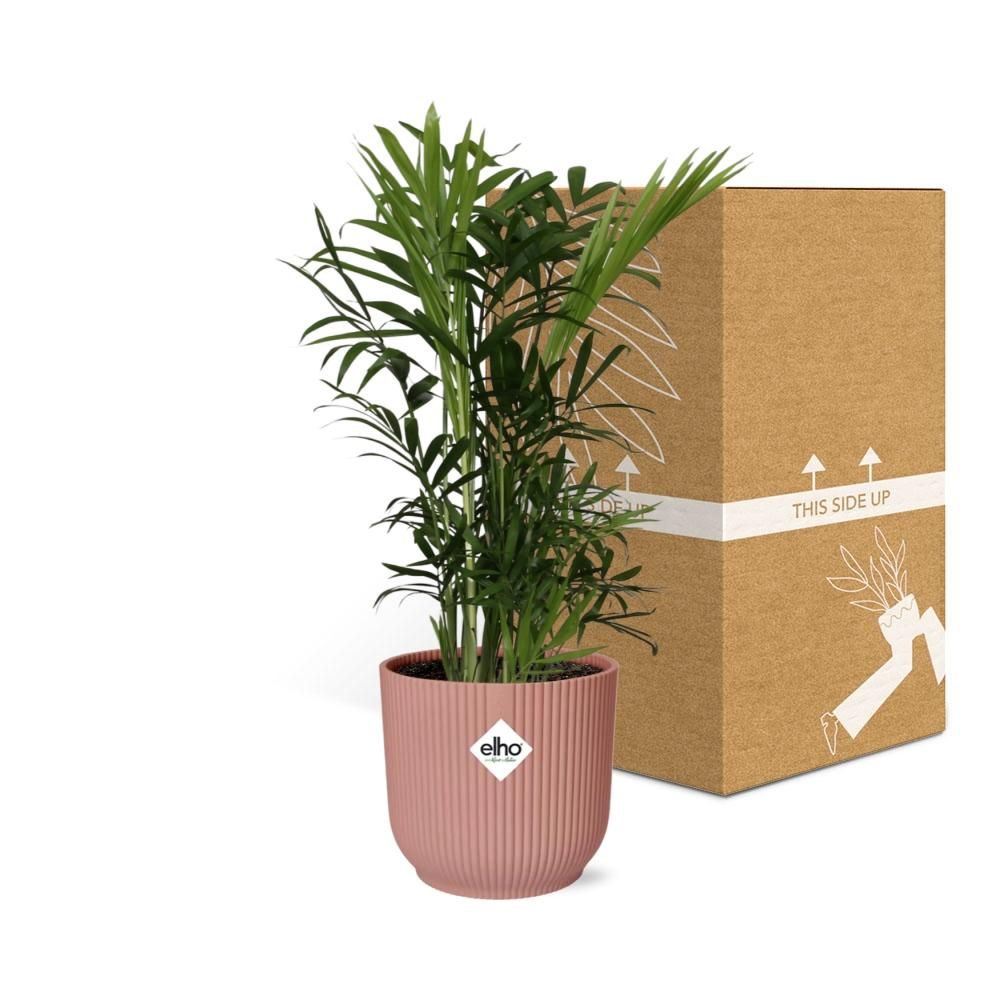 Chamaedorea Elegans in ELHO Vibes Fold 14cm roze (21710)