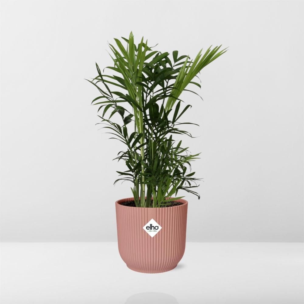 Chamaedorea Elegans in ELHO Vibes Fold 14cm roze (21710)