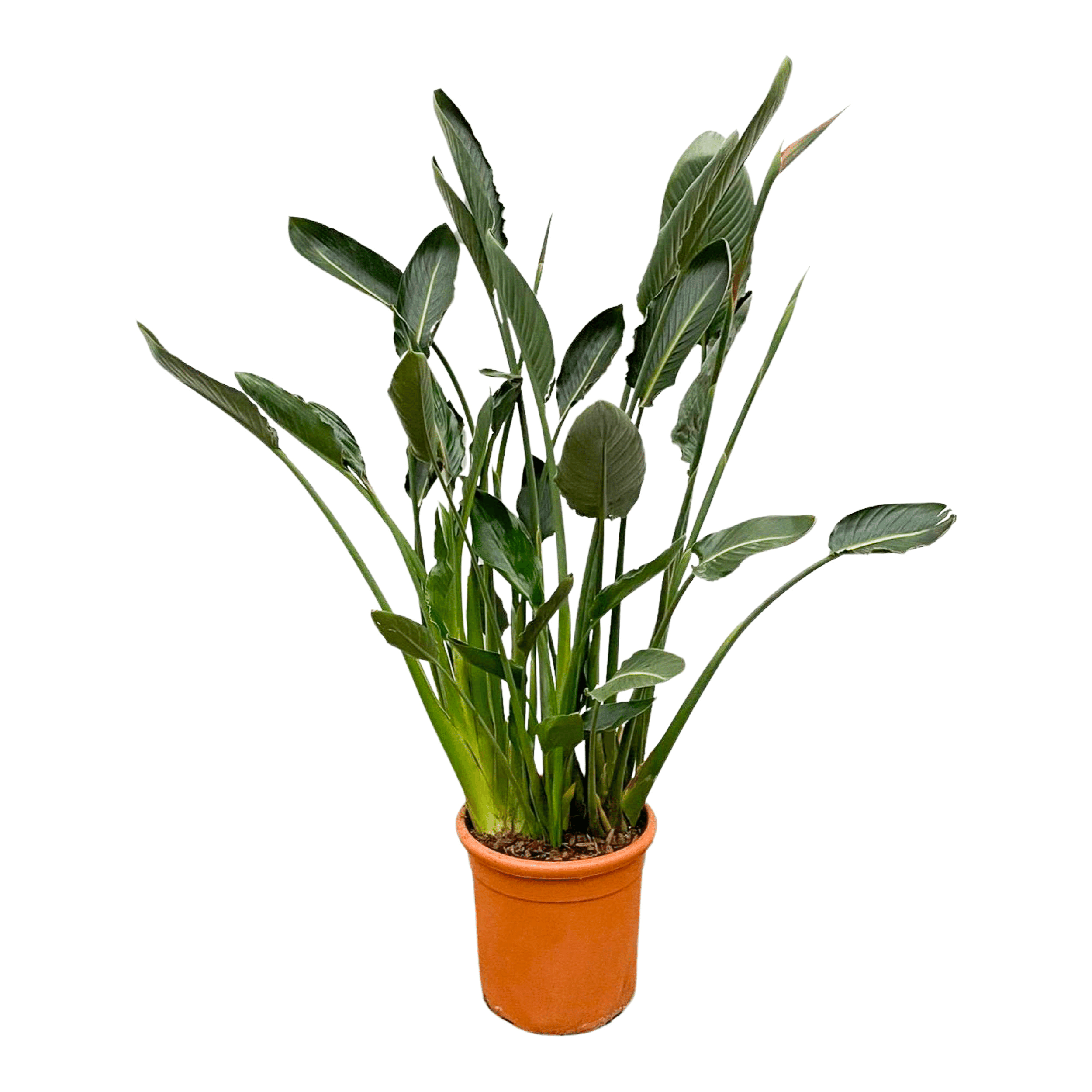Strelitzia Reginae XL - 160cm - ⌀30 (8721055694151)