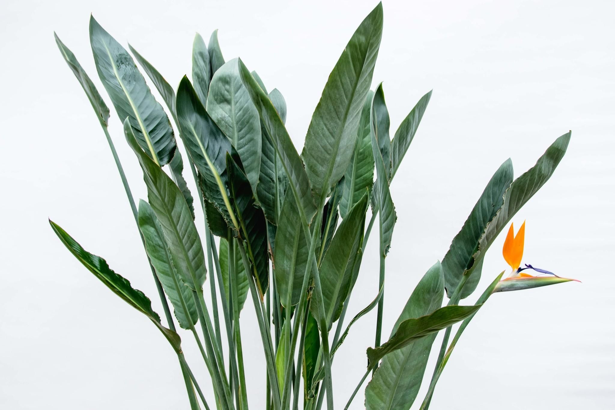 Strelitzia Reginae XL - 160cm - ⌀30 (8721055694151)