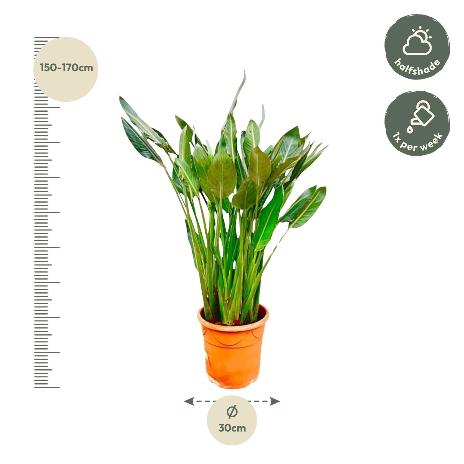 Strelitzia Reginae XL - 160cm - ⌀30 (8721055694151)