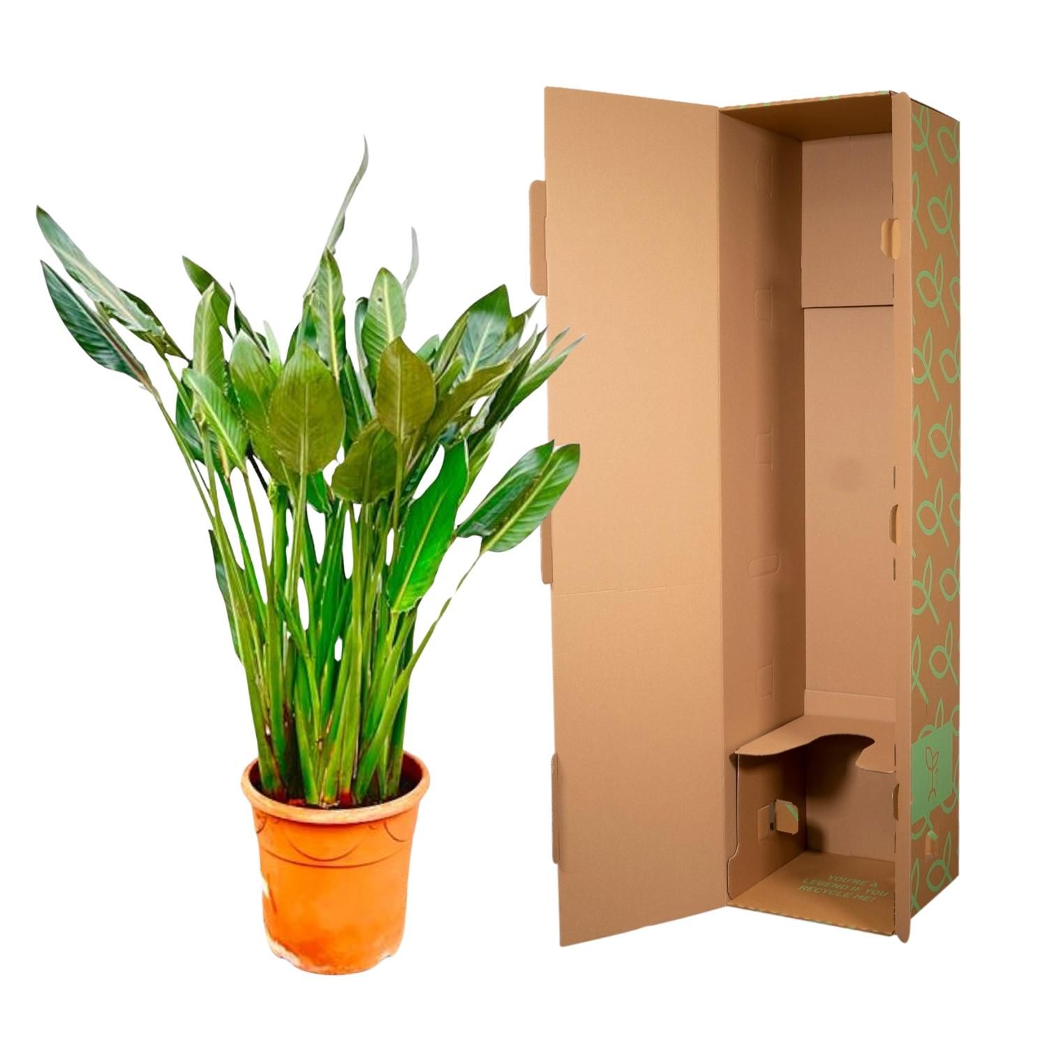 Strelitzia Reginae XL - 160cm - ⌀30 (8721055694151)