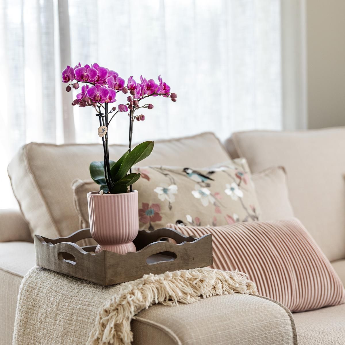 Roze paarse phalaenopsis orchidee - El Salvador + Diabolo pink (8785279221371)