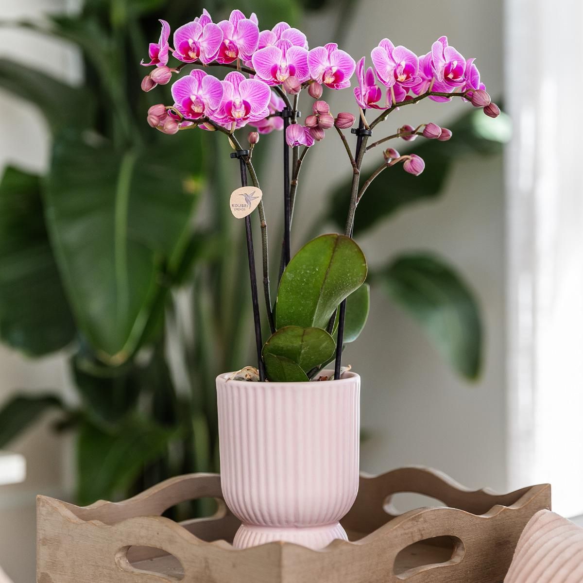 Roze paarse phalaenopsis orchidee - El Salvador + Diabolo pink (8785279221371)