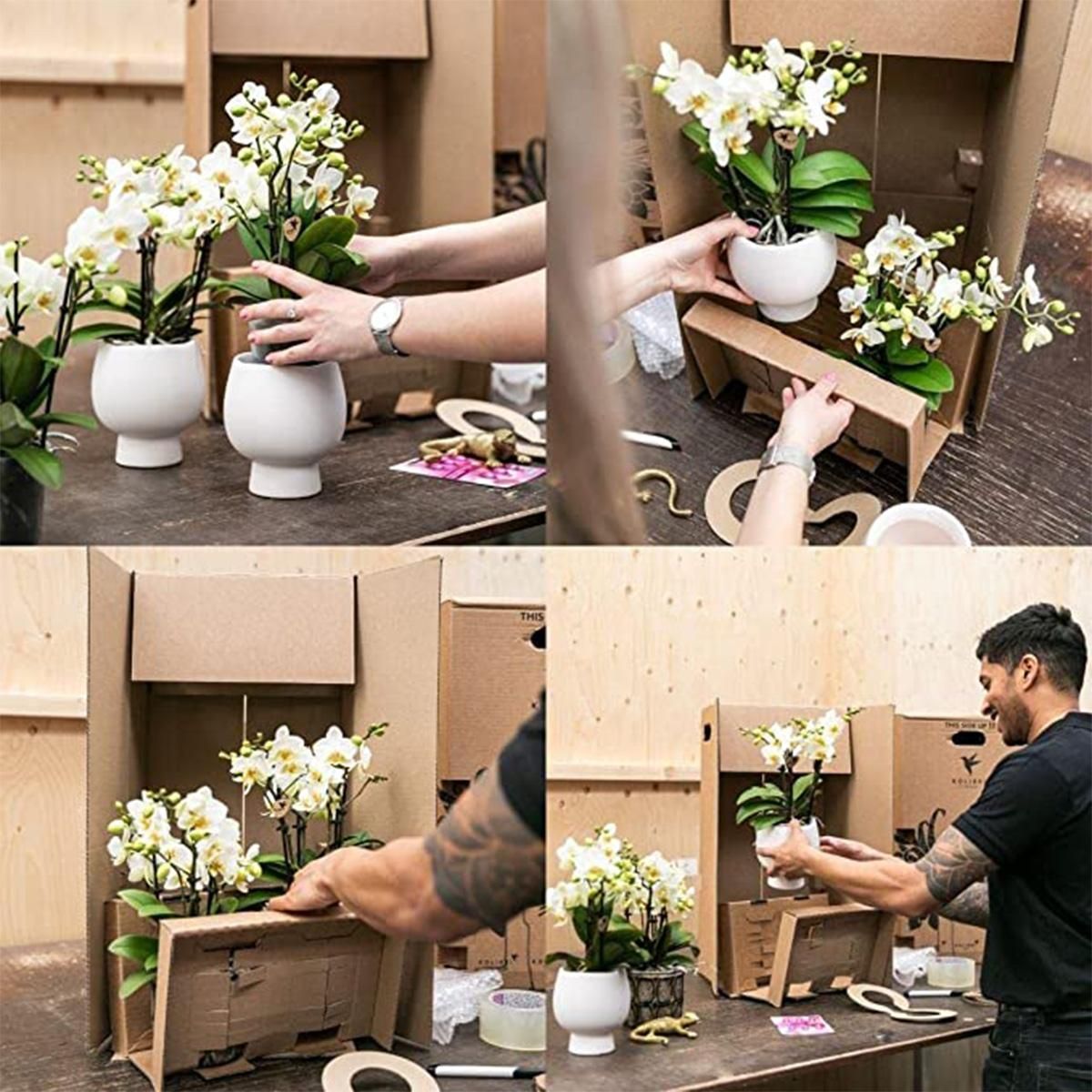 Roze paarse phalaenopsis orchidee - El Salvador + Diabolo pink (8785279221371)