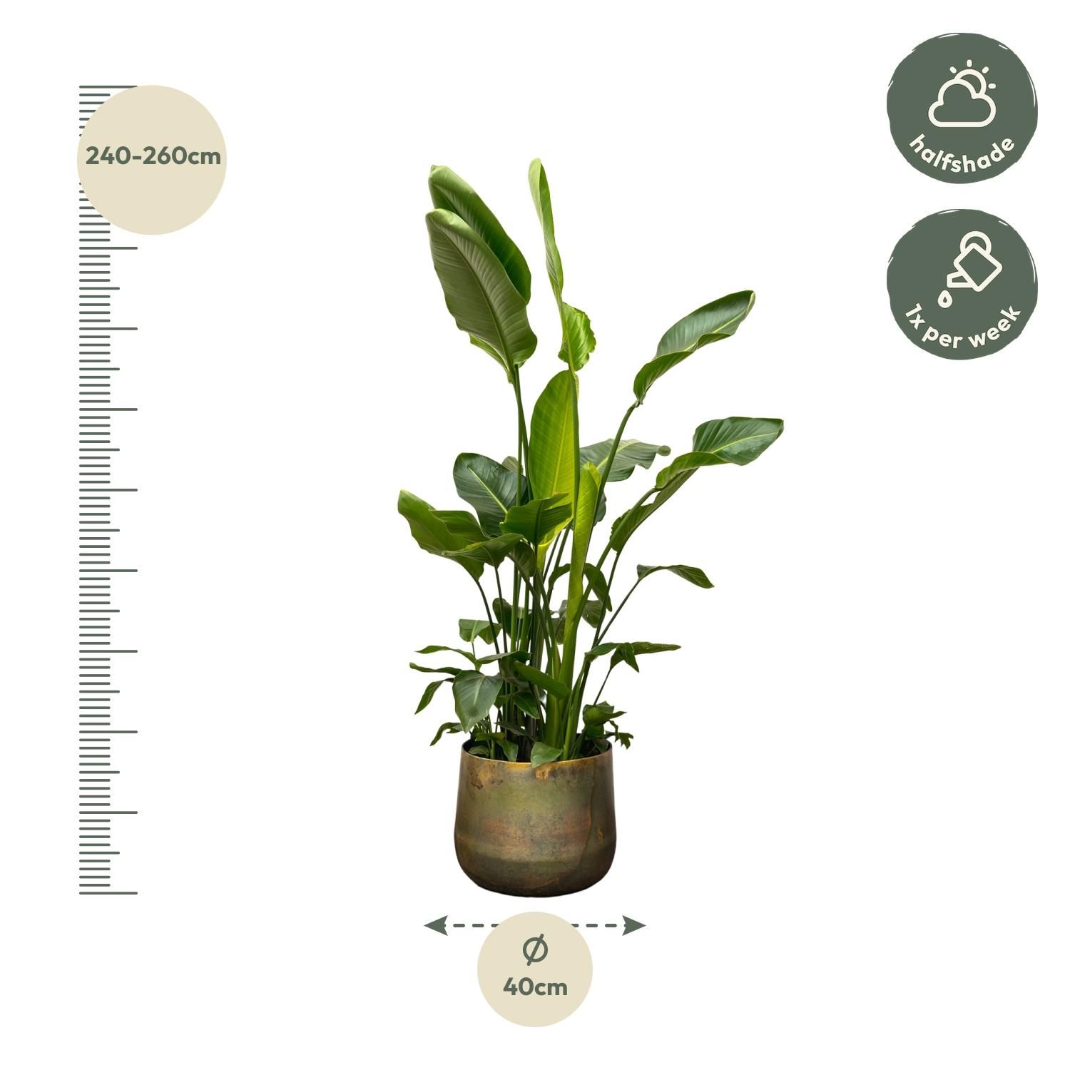 Strelitzia Nicolai de luxe XXL - 250cm - ø40 (8721055694144)