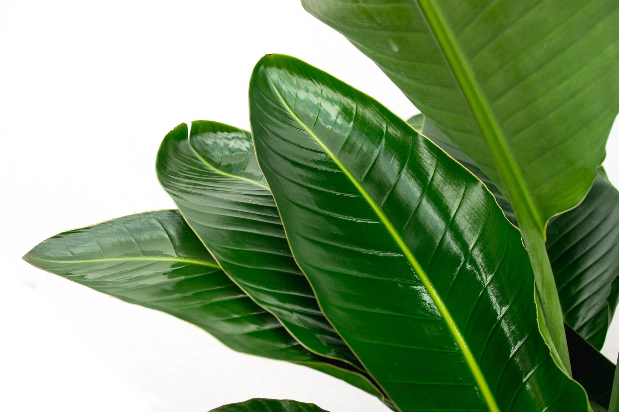 Strelitzia Nicolai de luxe XXL - 250cm - ø40 (8721055694144)