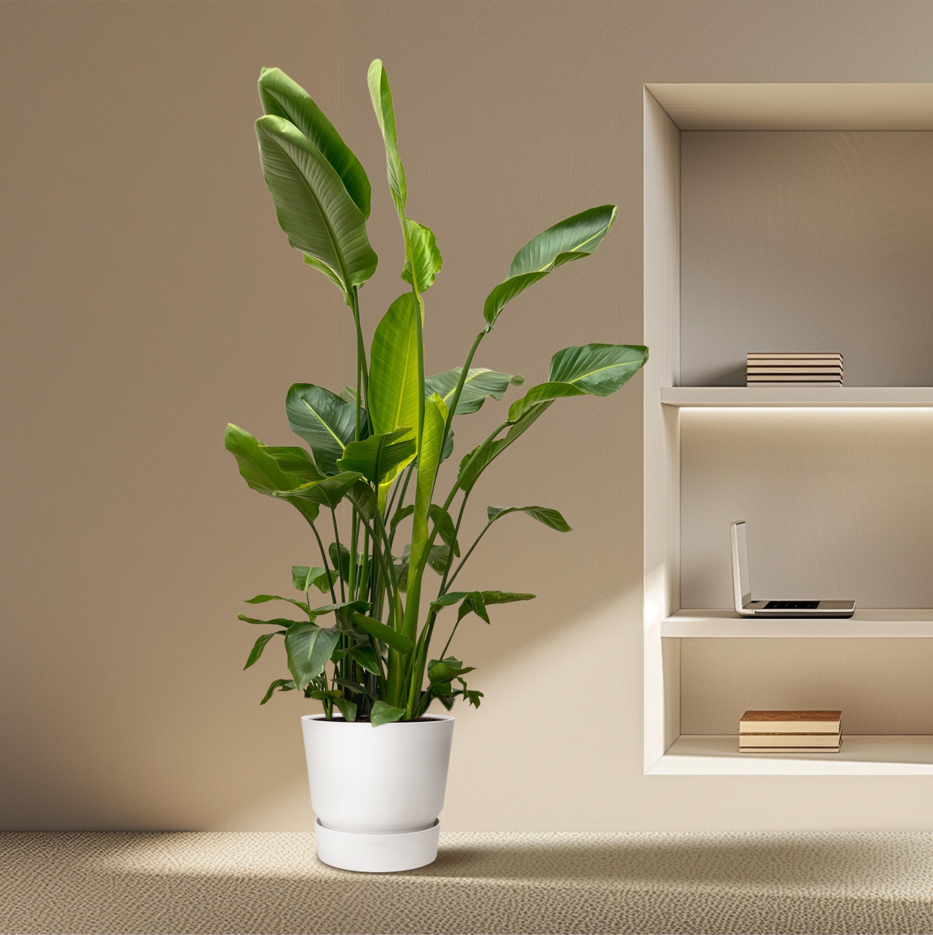 Strelitzia Nicolai de luxe XXL - 250cm - ø40 (8721055694144)