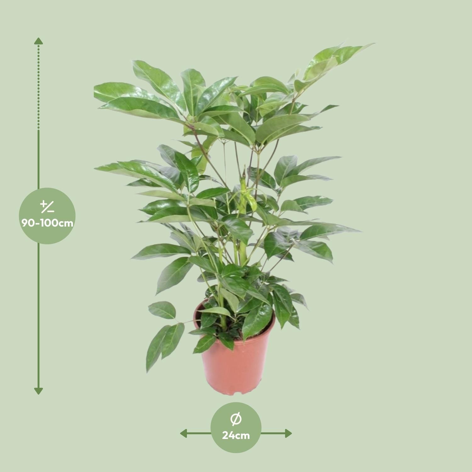 Schefflera Actinophylla Amate (18234)