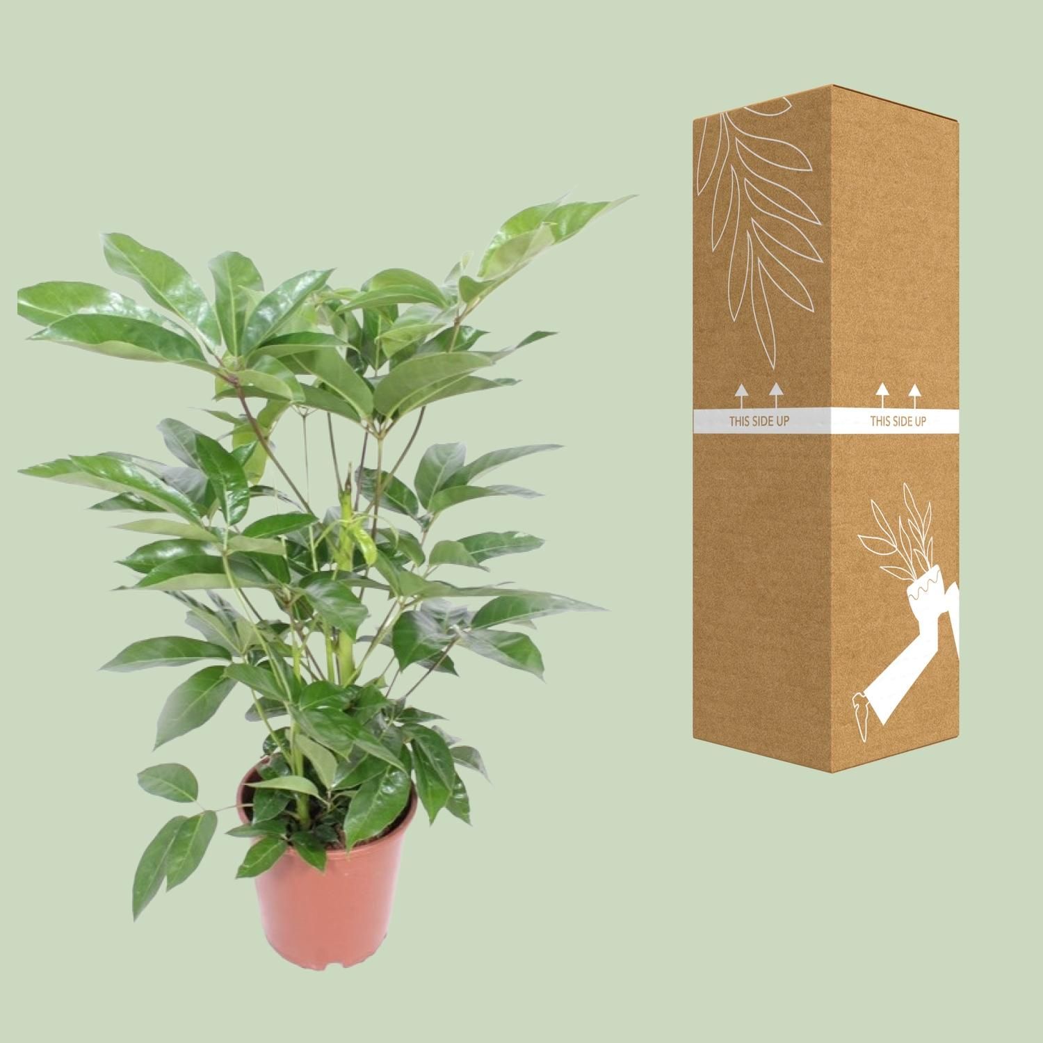 Schefflera Actinophylla Amate (18234)