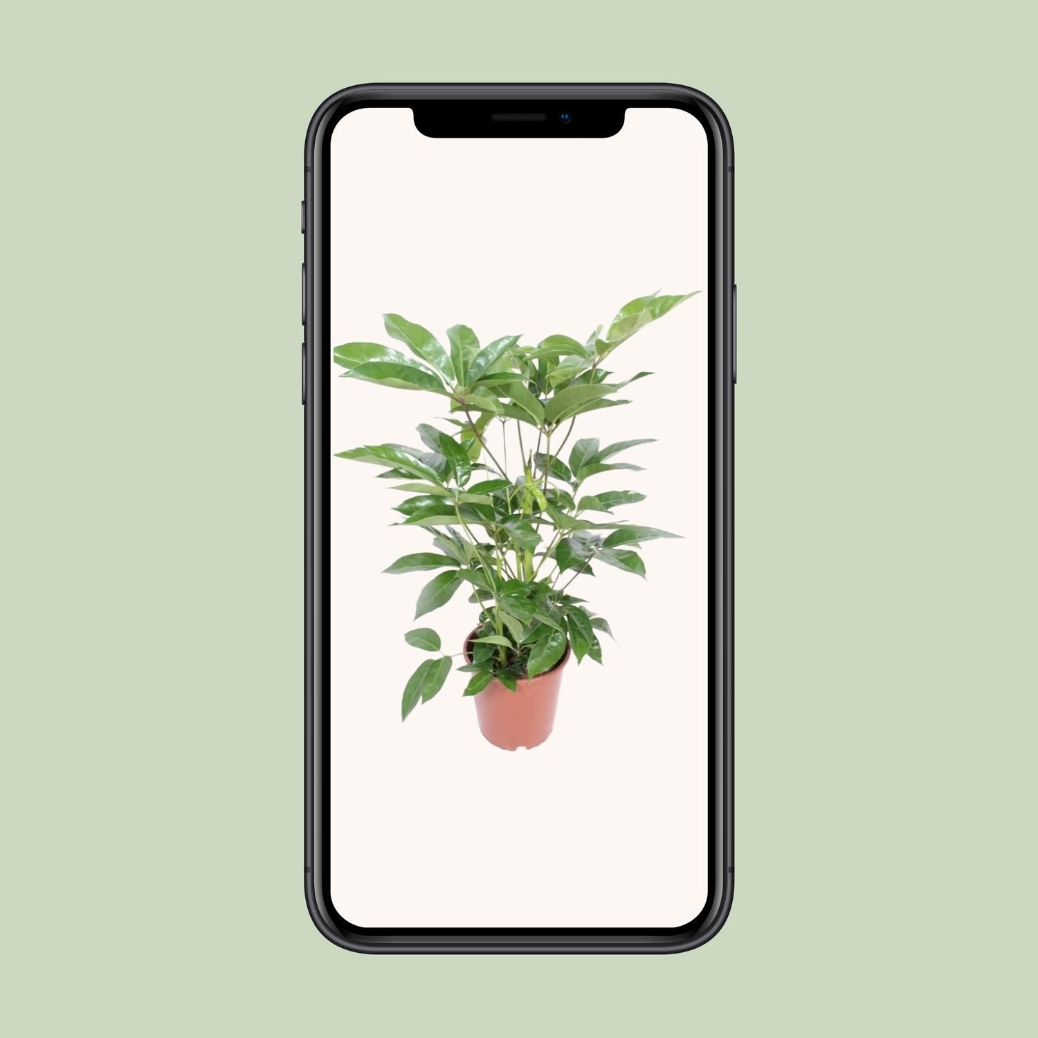 Schefflera Actinophylla Amate (18234)