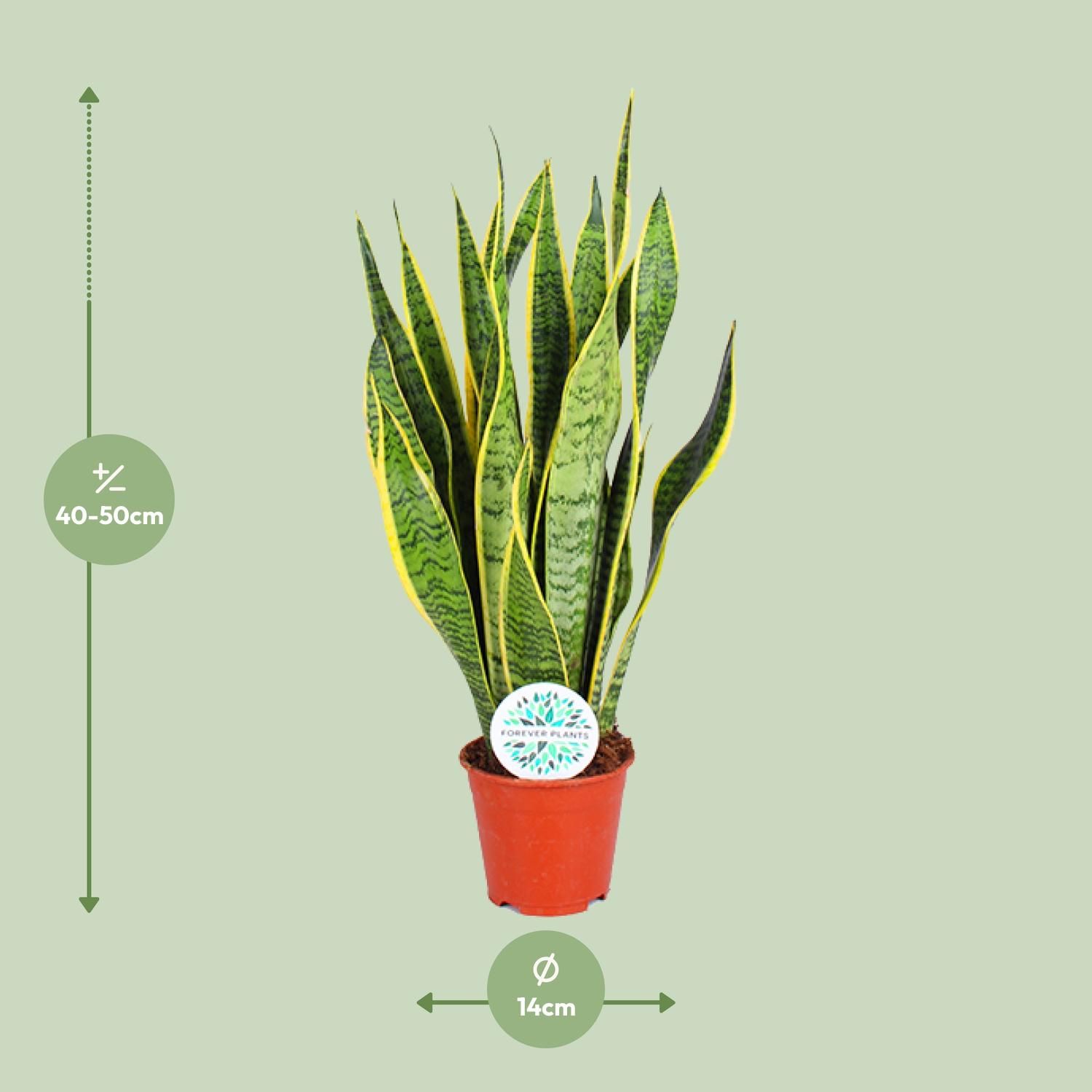 Sansevieria Trifasciata Laurentii (15897)