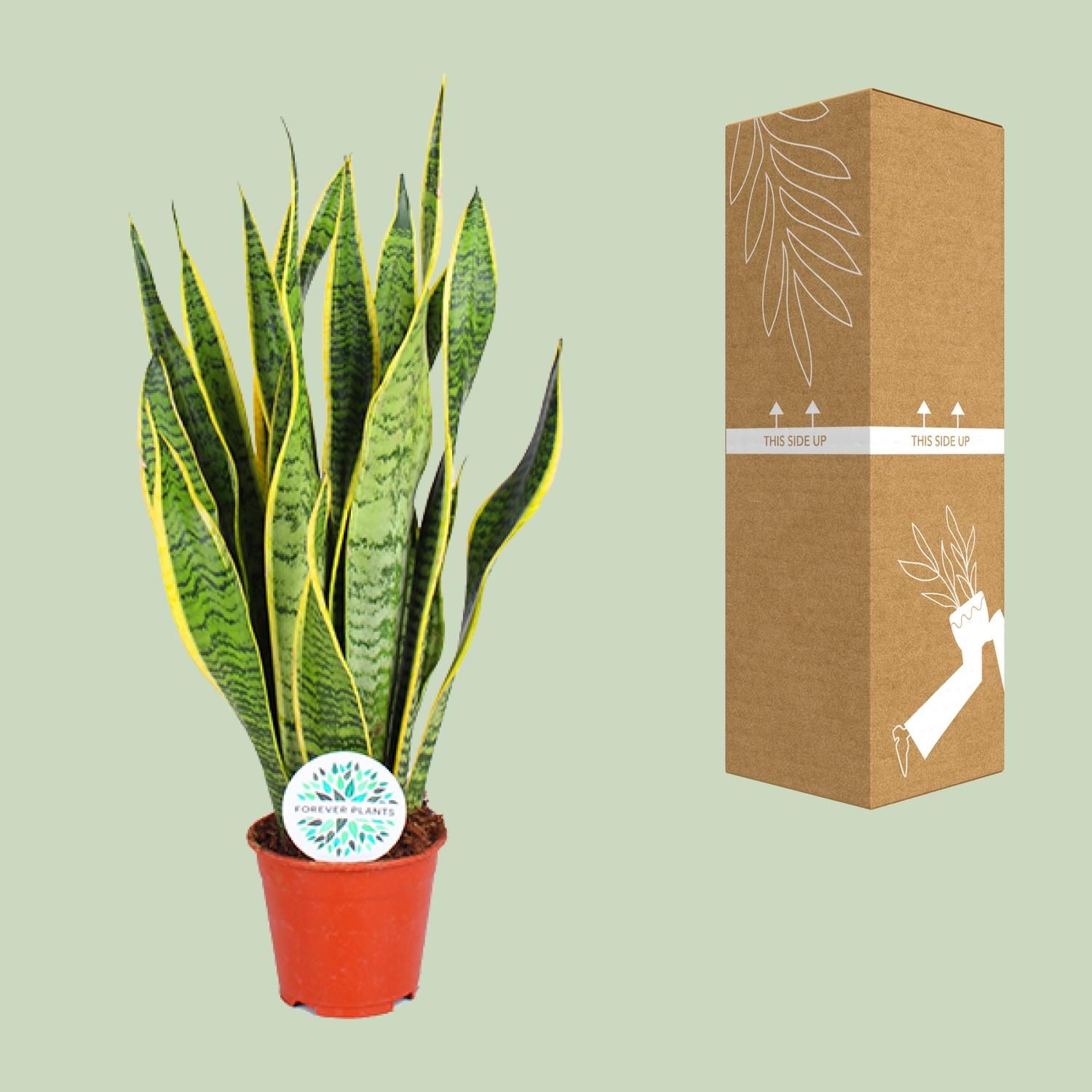 Sansevieria Trifasciata Laurentii (15897)