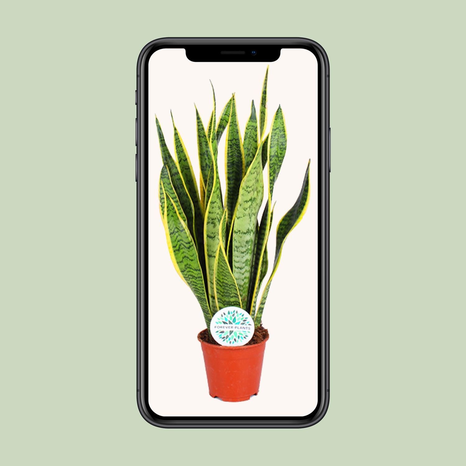Sansevieria Trifasciata Laurentii (15897)