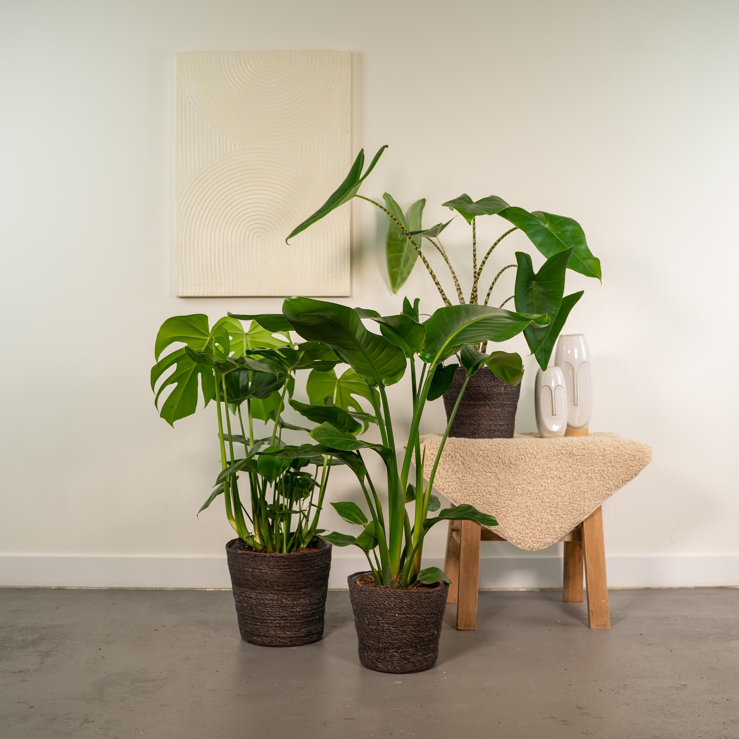 Monstera Deliciosa - Alocasia Zebrina - Strelitzia Nicolai (8720955320092)