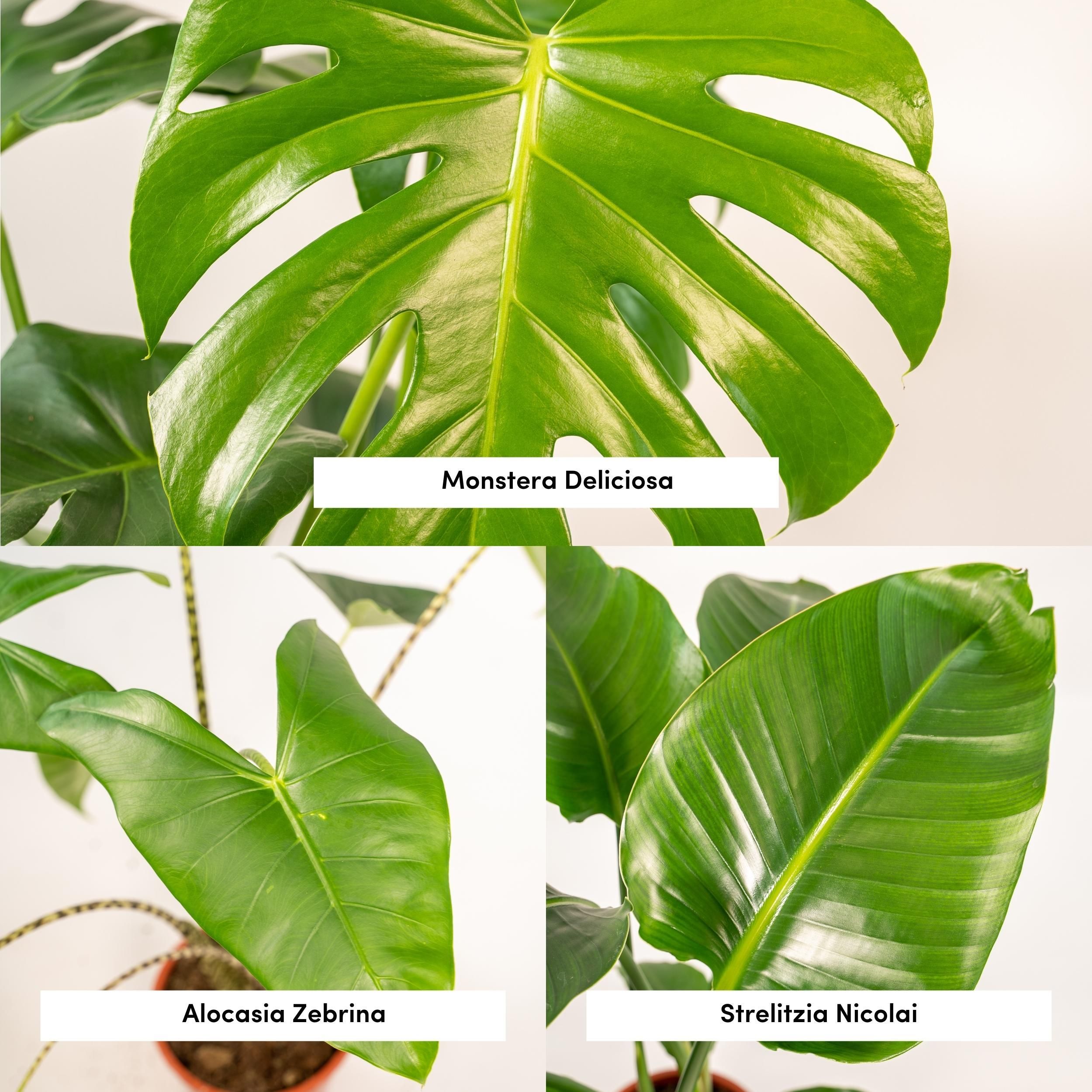 Monstera Deliciosa - Alocasia Zebrina - Strelitzia Nicolai (8720955320092)