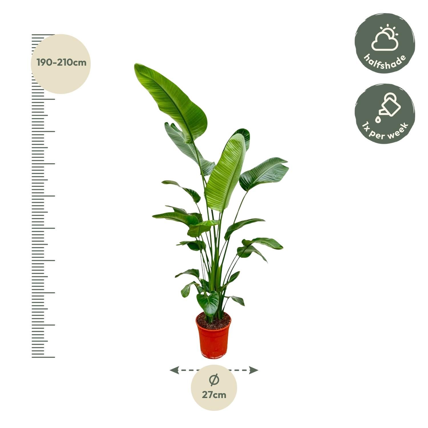 Strelitzia Nicolai - 180-200 cm - ø25-30 (8721055694113)