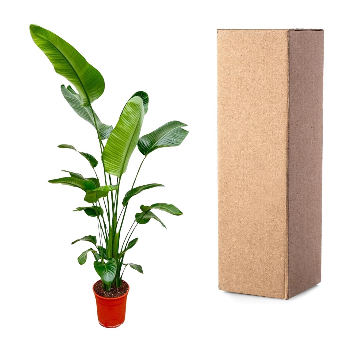 Strelitzia Nicolai - 180-200 cm - ø25-30 (8721055694113)