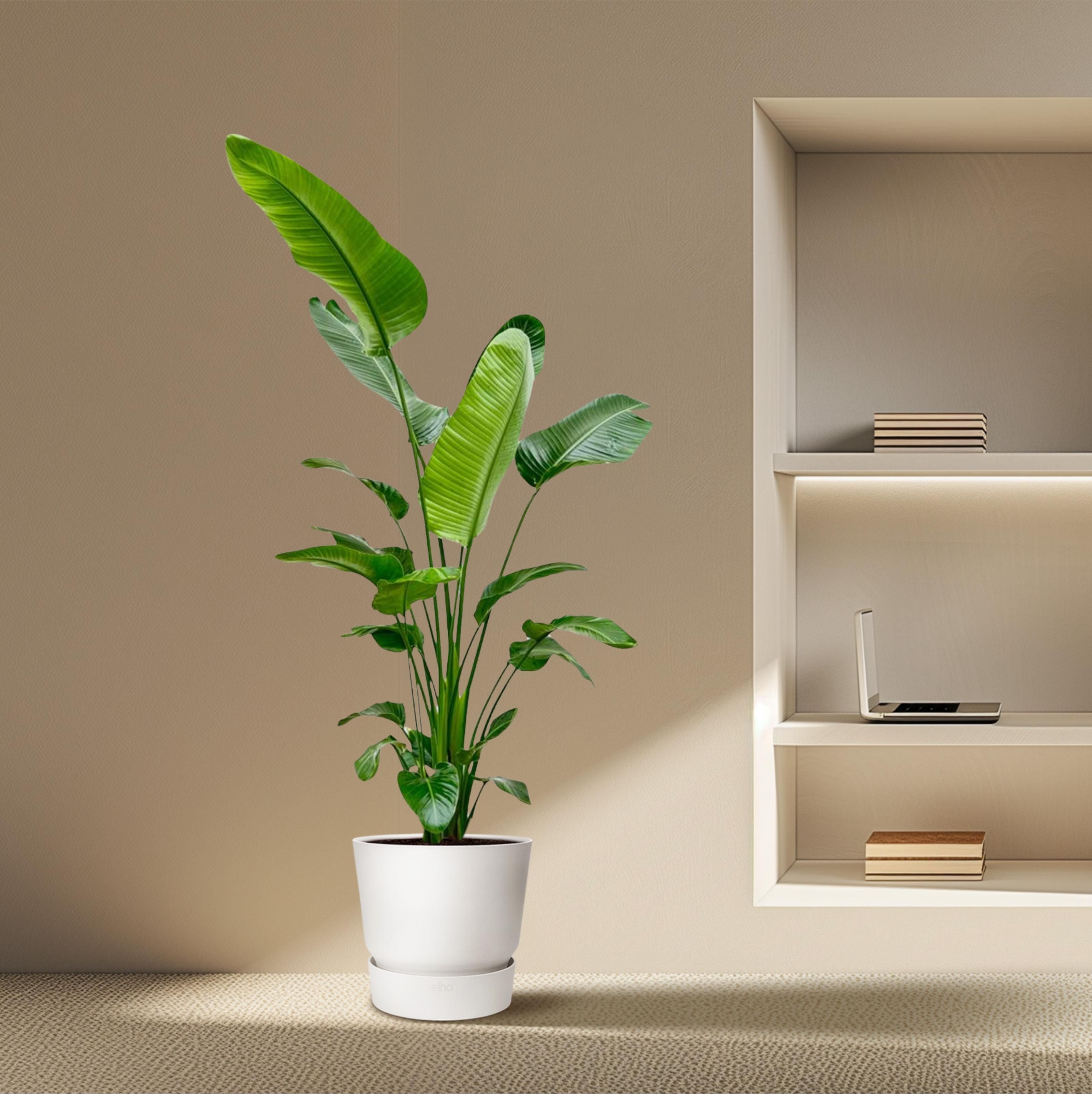 Strelitzia Nicolai - 180-200 cm - ø25-30 (8721055694113)