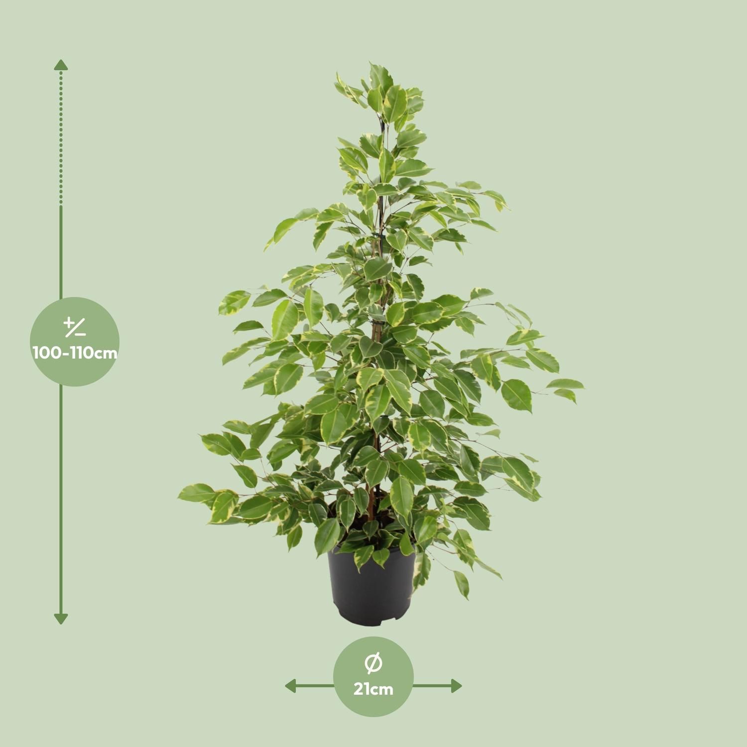 Ficus benjamina Goldenking (8720634289283)