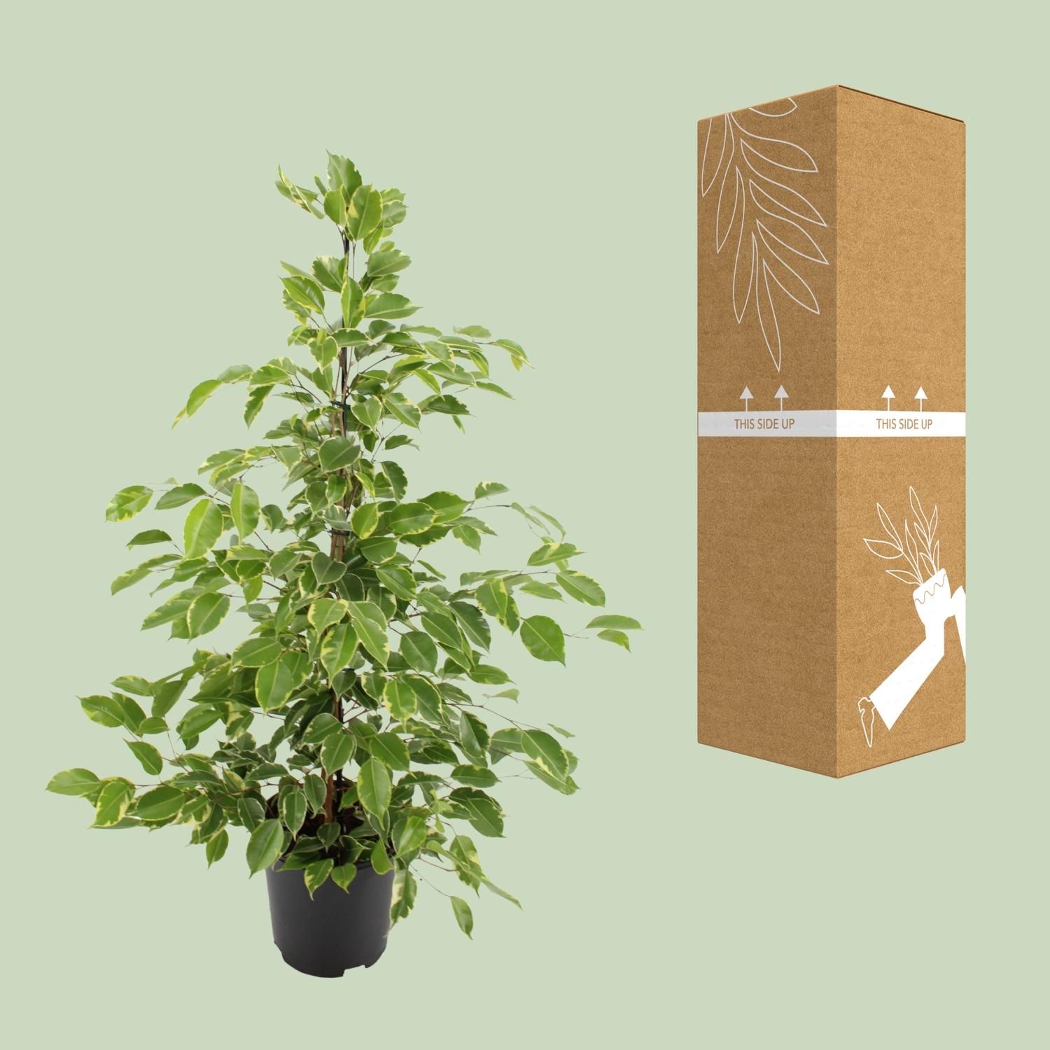 Ficus benjamina Goldenking (8720634289283)